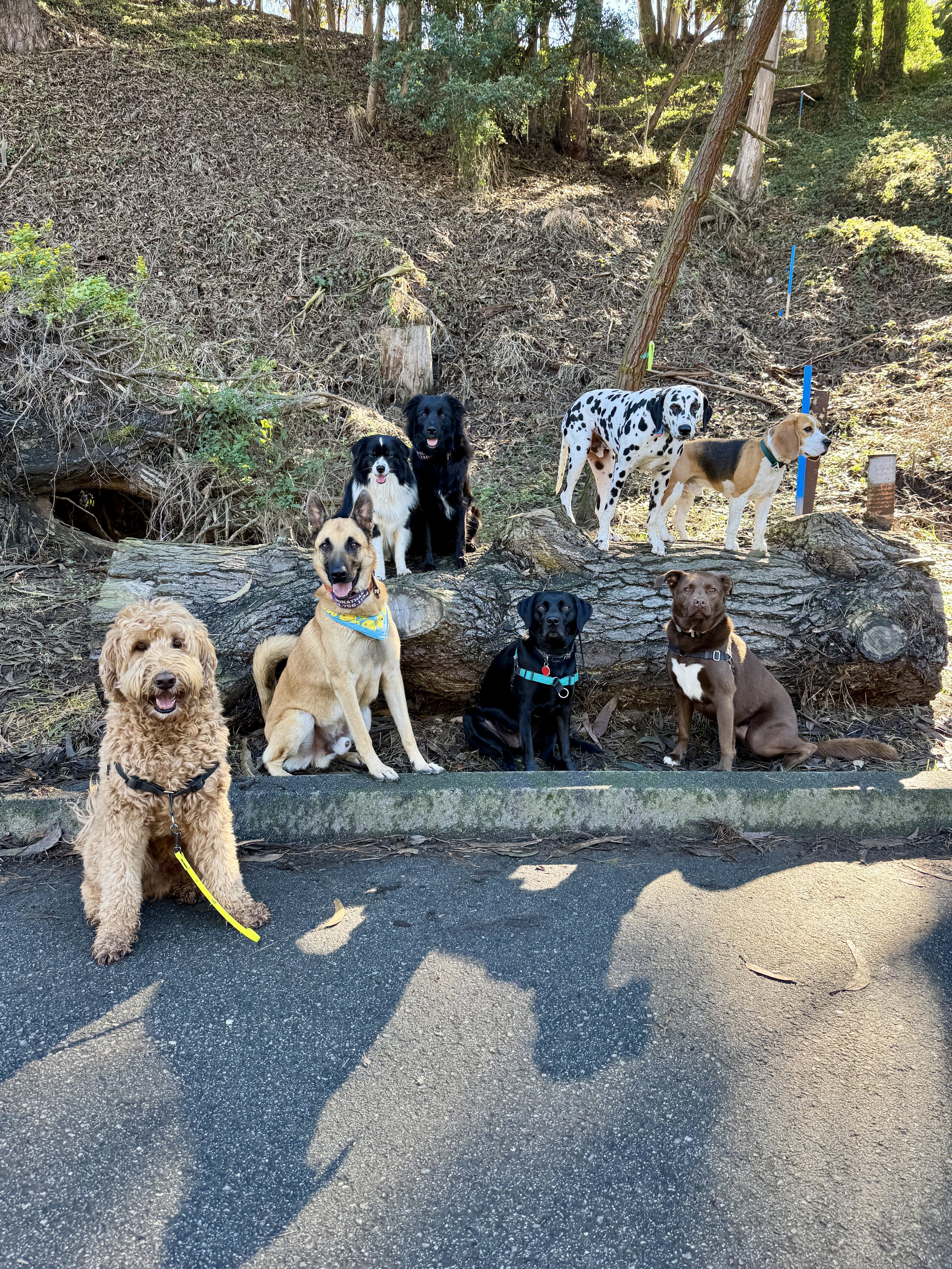 Dogs on a walk with Running with Abigail