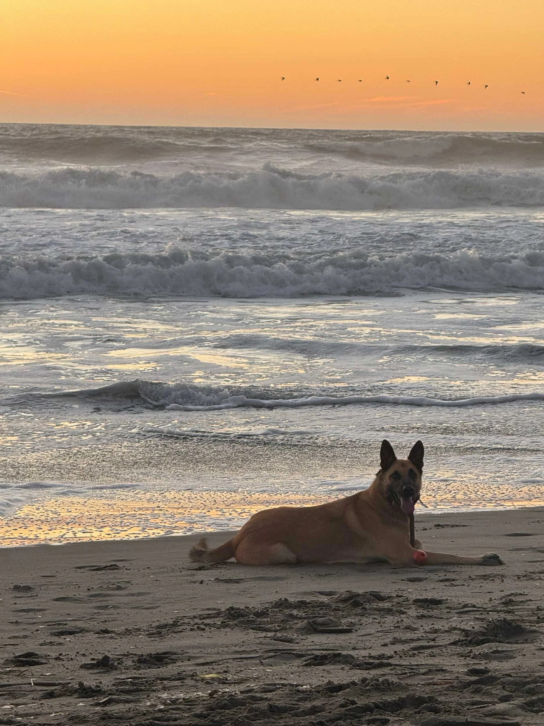 Happy dog on San Francisco beach
