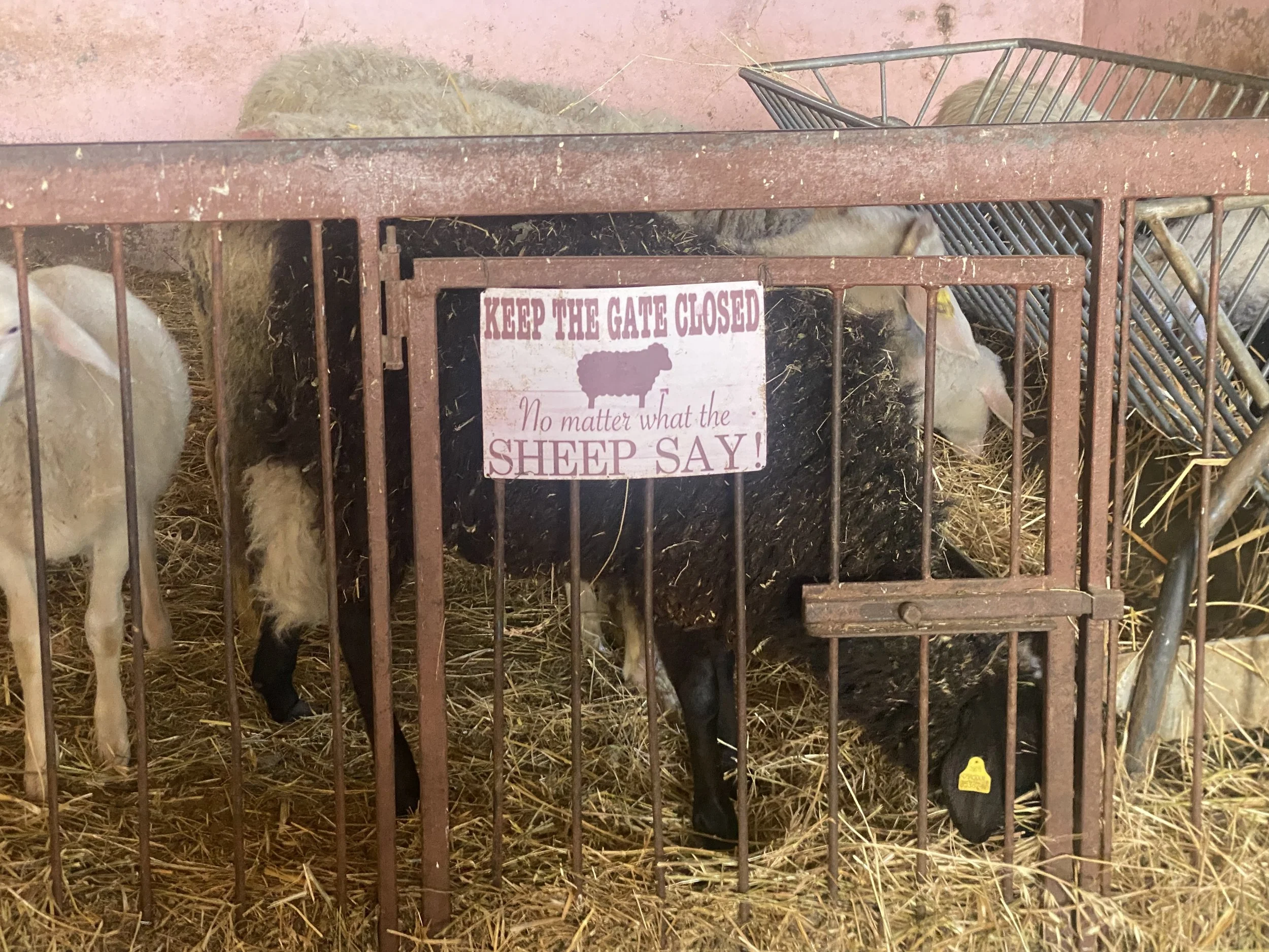 These Sheep are Loved