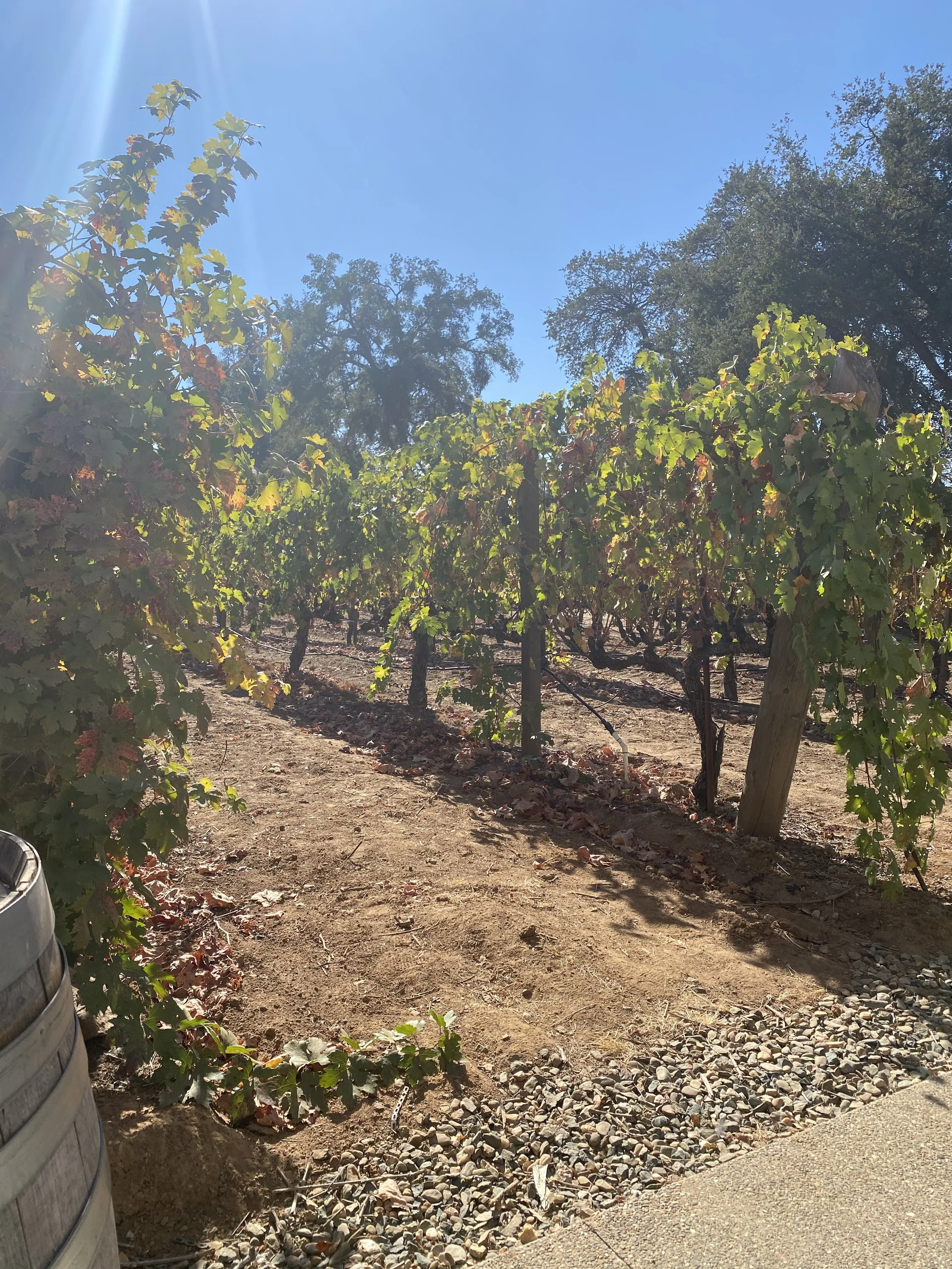 Napa Valley in the Fall: Why Harvest Season Is the Best Time to Visit Wine Country