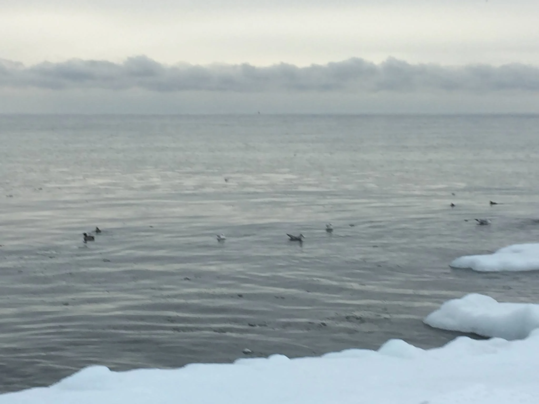 Seagulls resting on the icy shoreline with open water in the background, cloudy sky above.