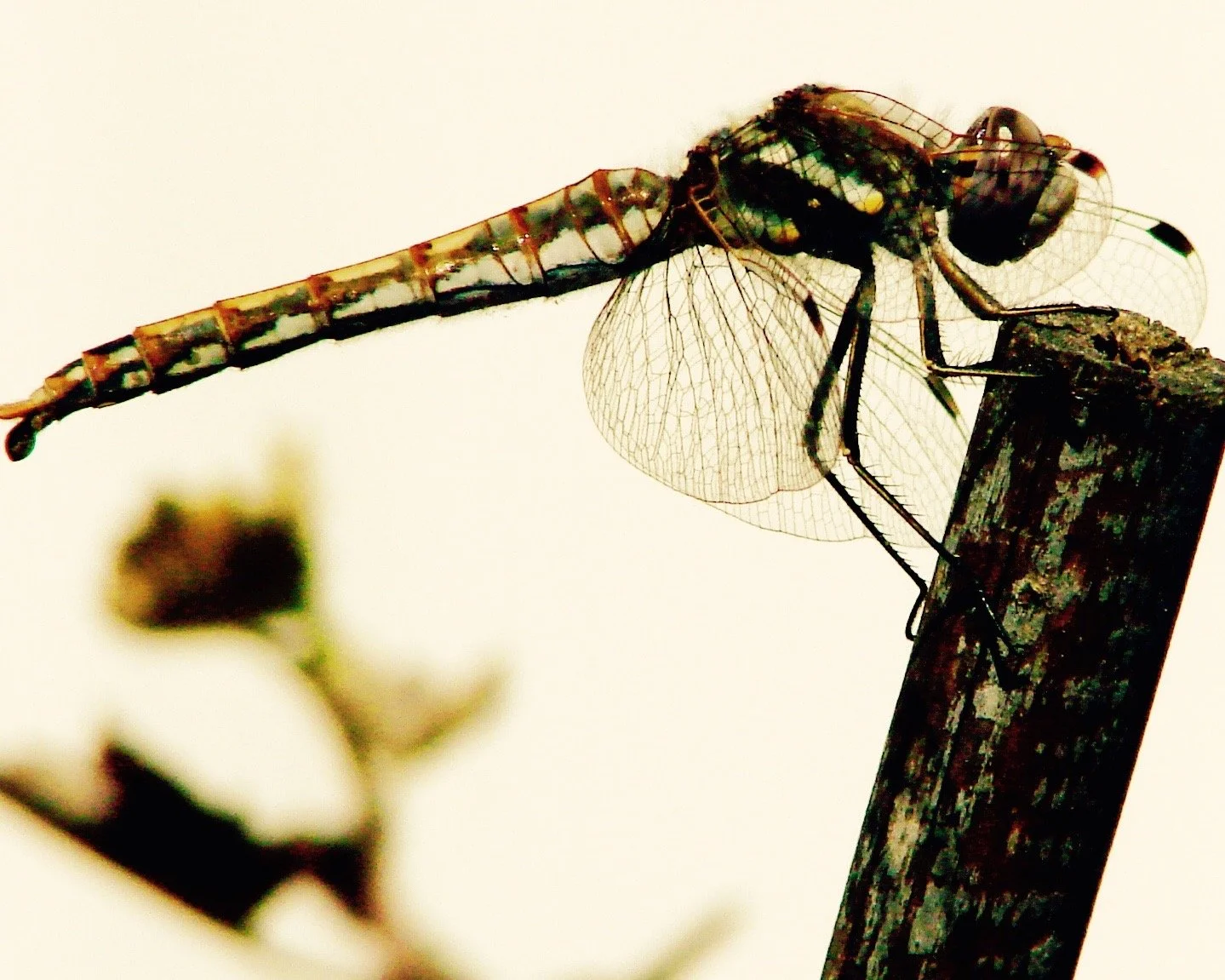 Dragonfly
