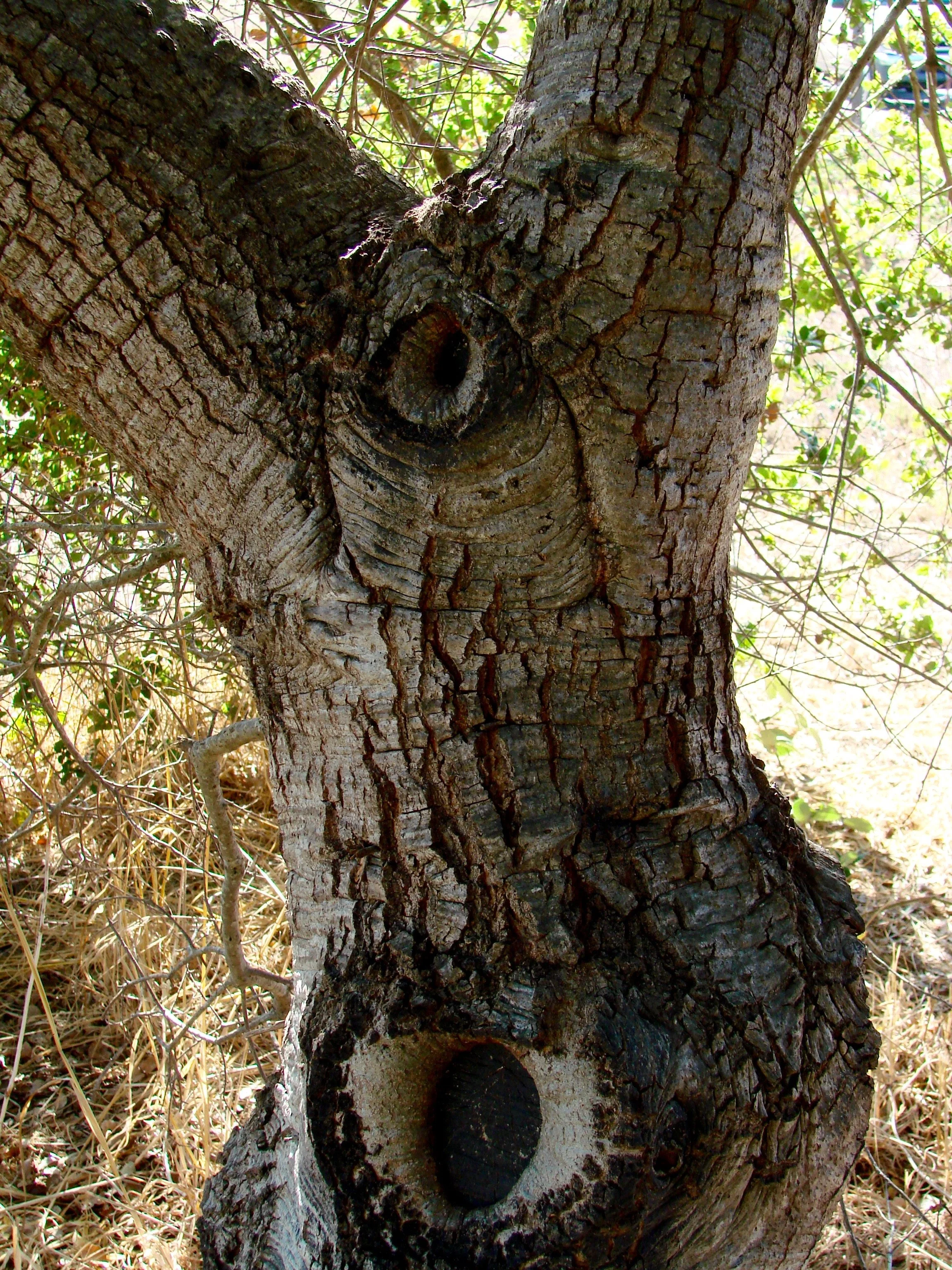 Tree Body