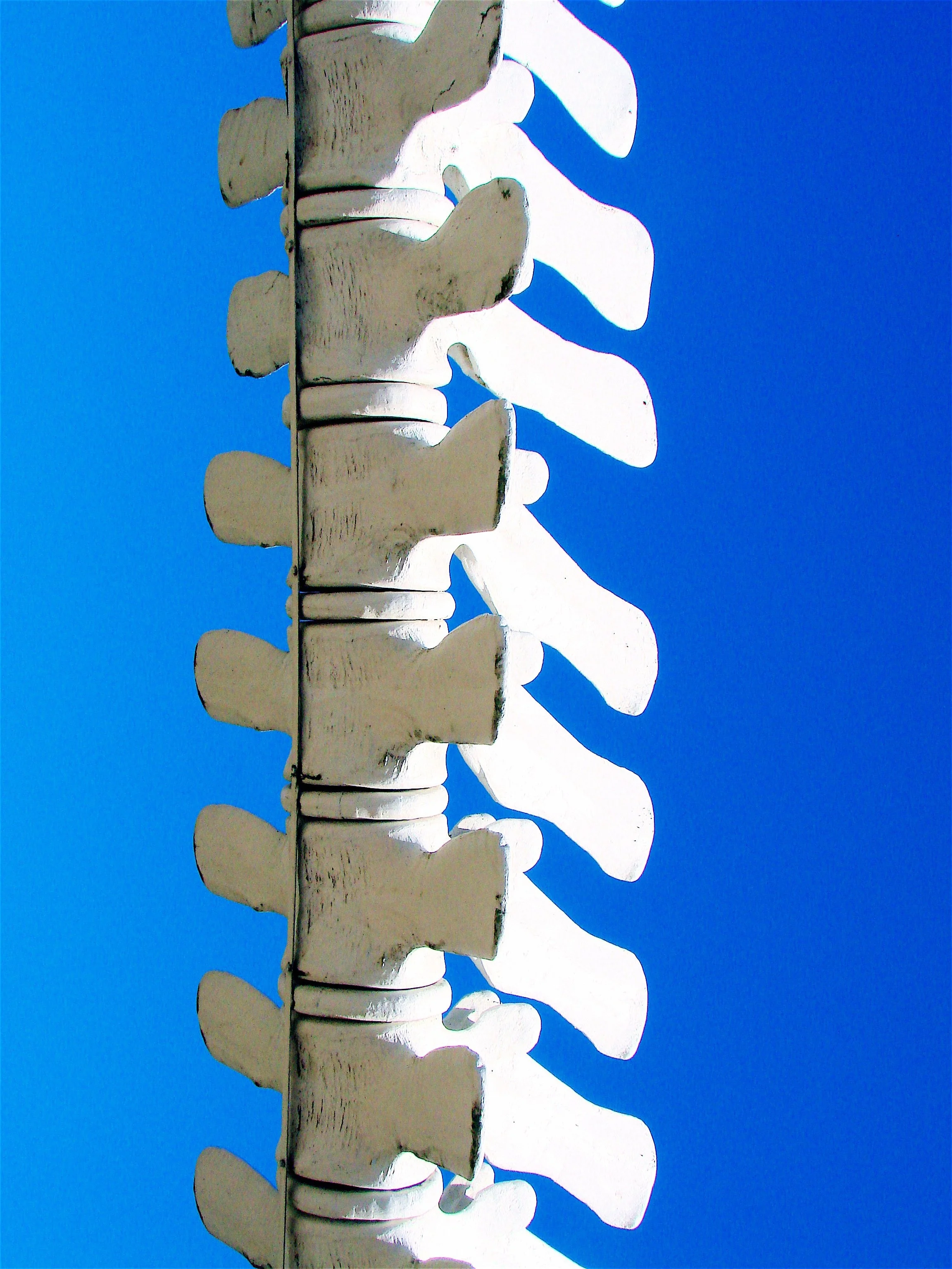 Vertical Spine