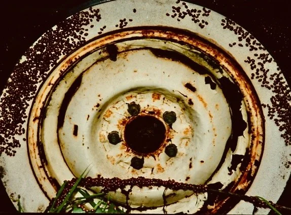 Ladybugs on Old Tire