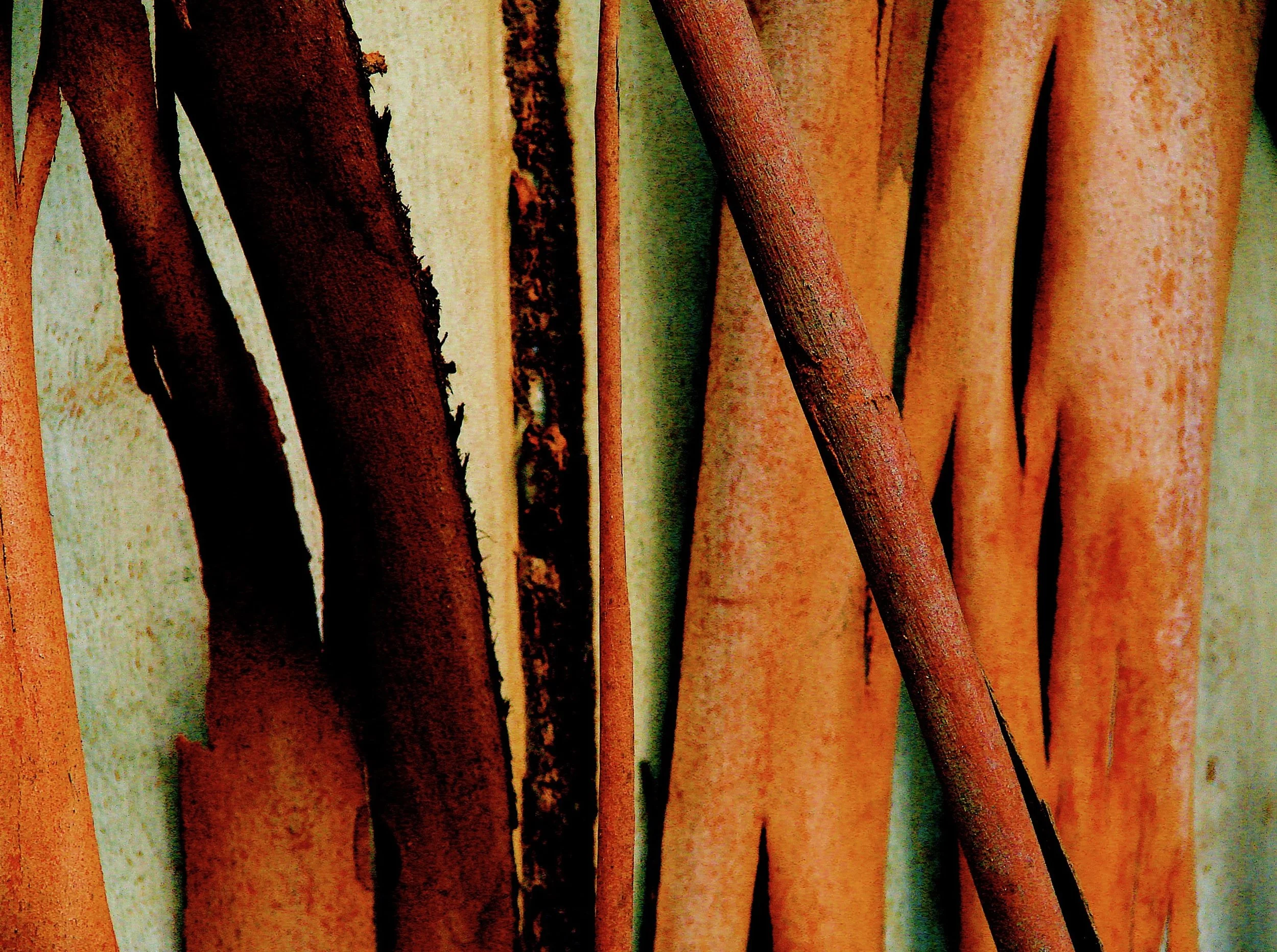 Eucalyptus Bark