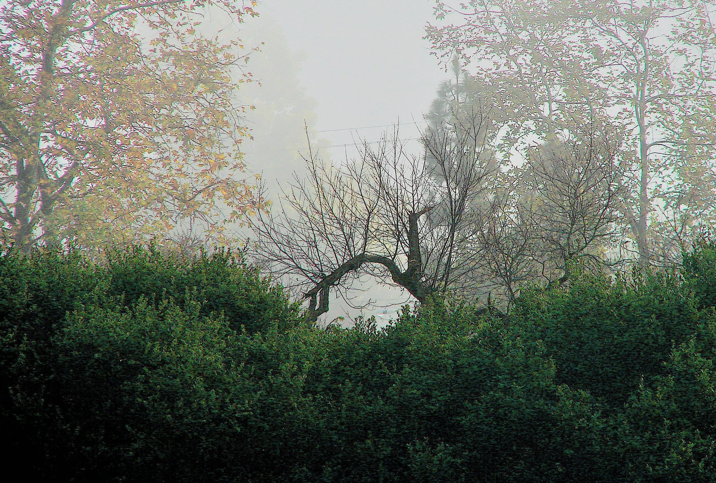 Trees in Morning Fog