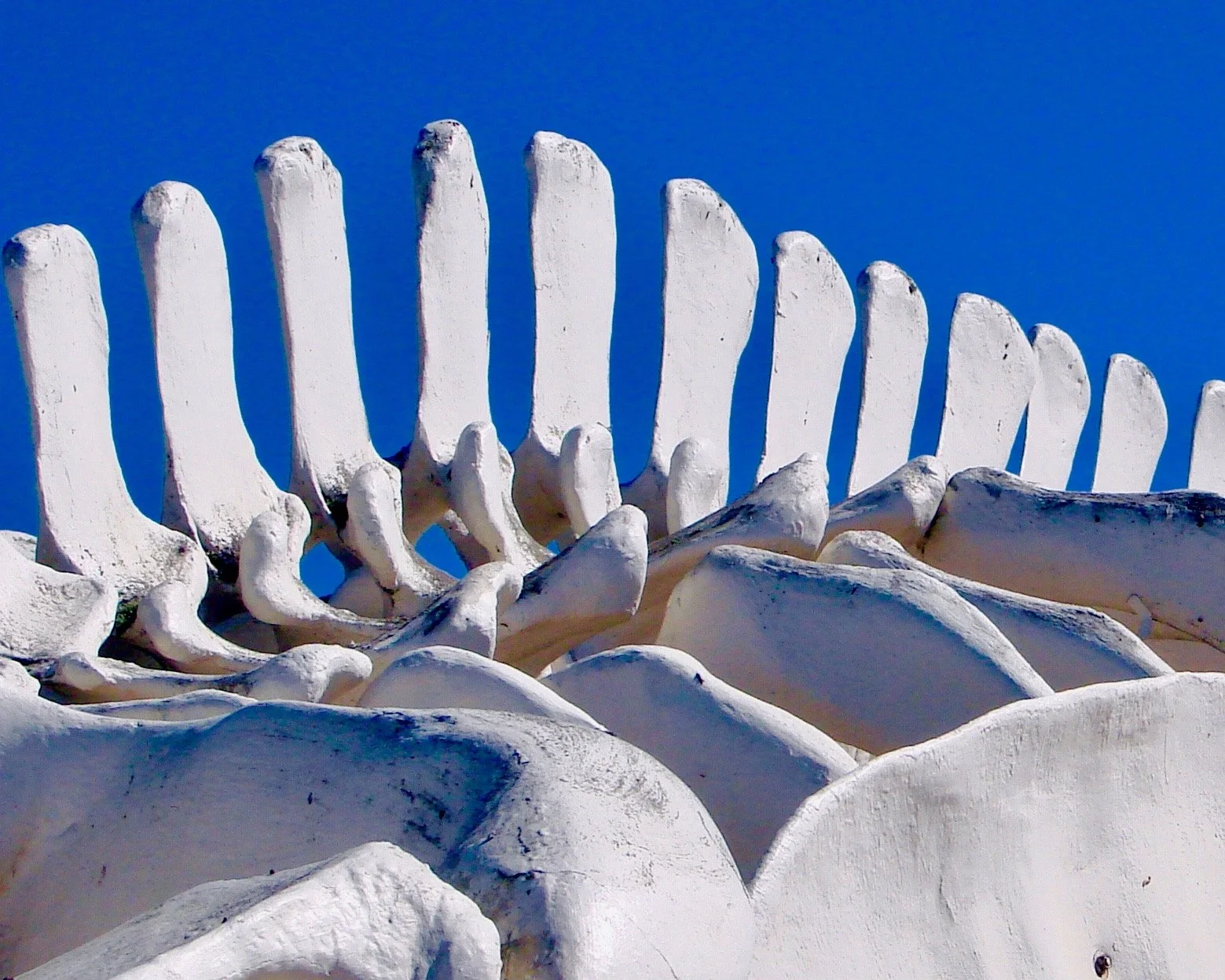 Whale Spine