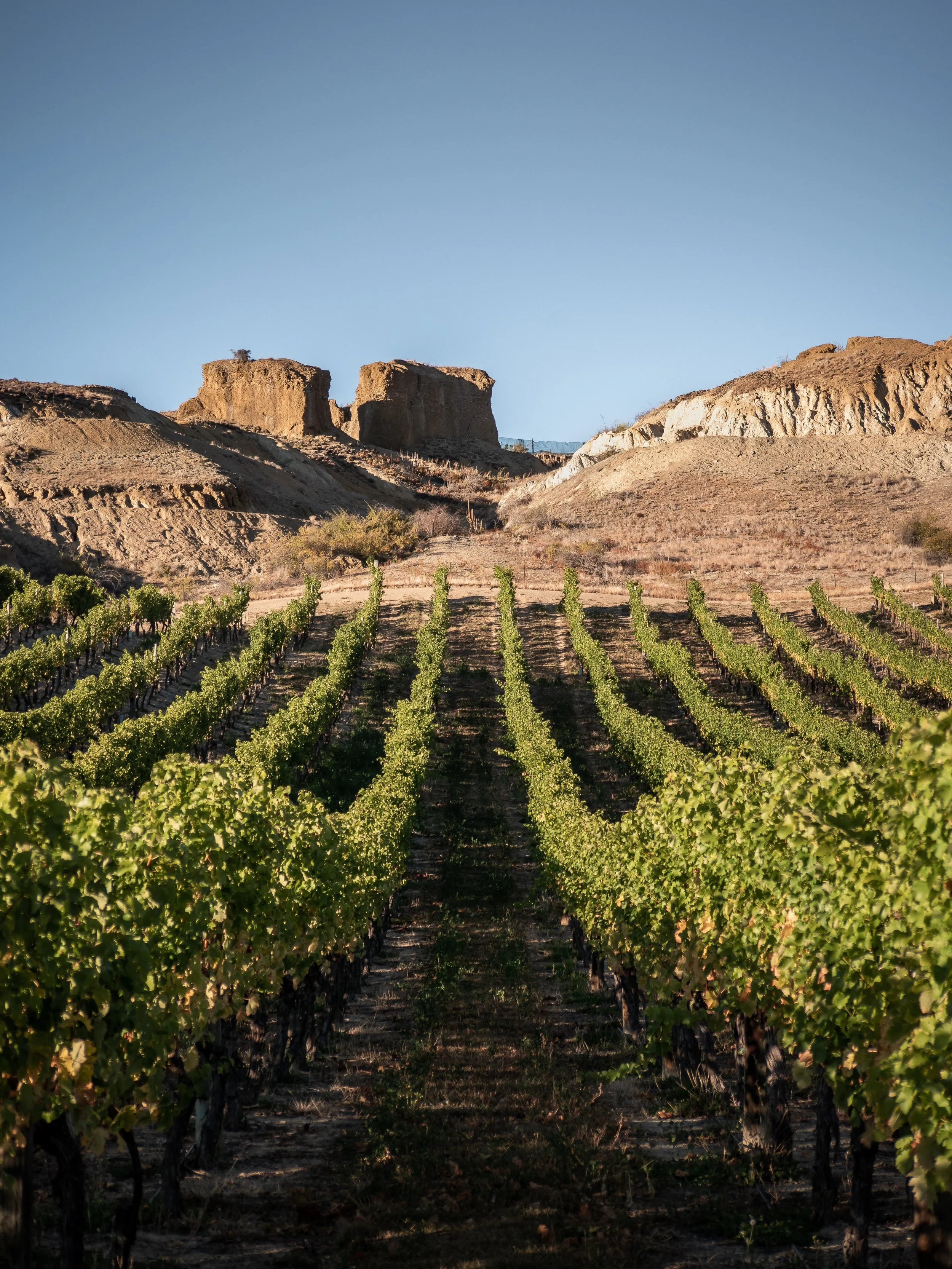 Vineyard rows with a rocky, desert hill in the background under a clear blue sky.