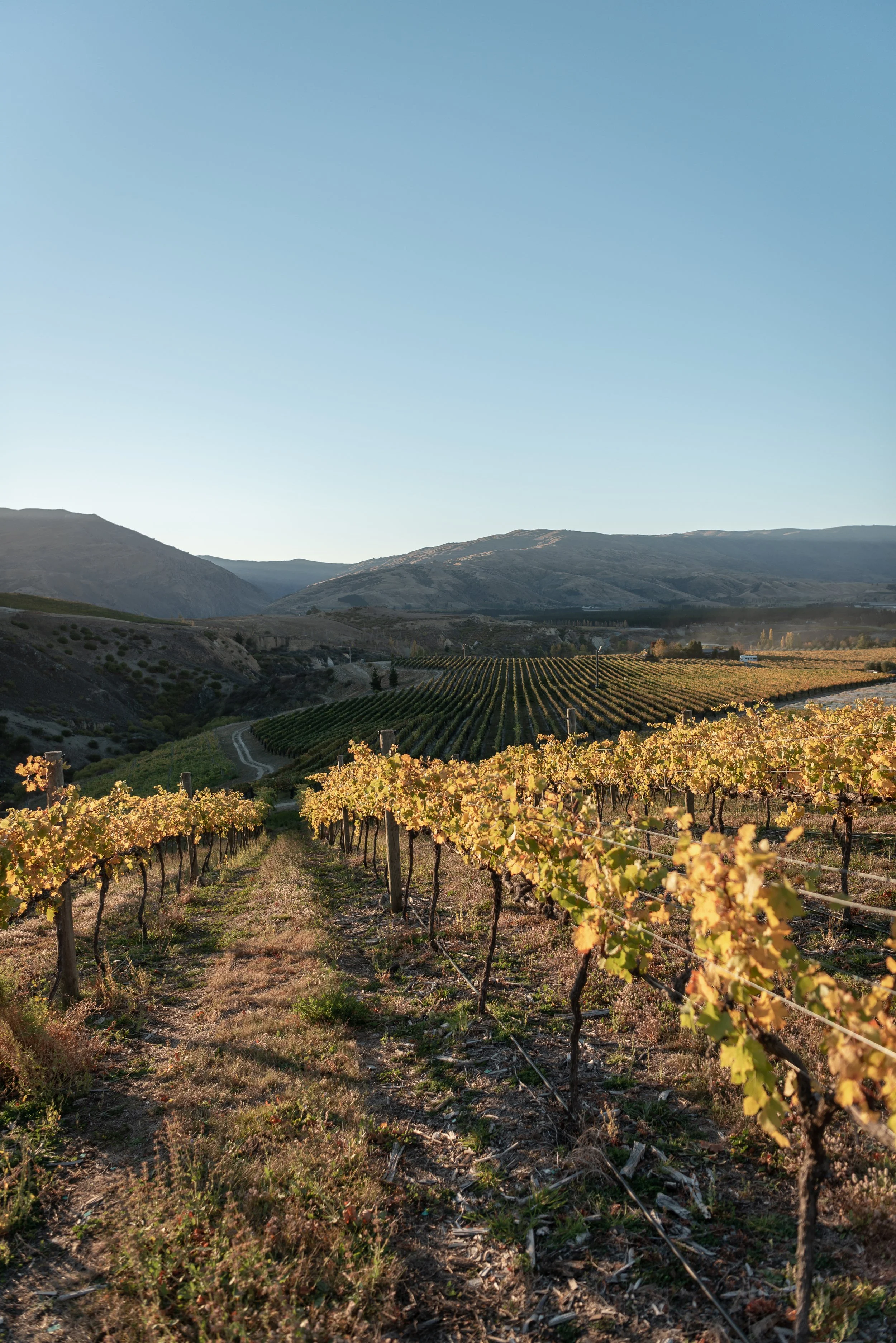 Vineyard with rows of grapevines on rolling hills under a clear blue sky at sunset.