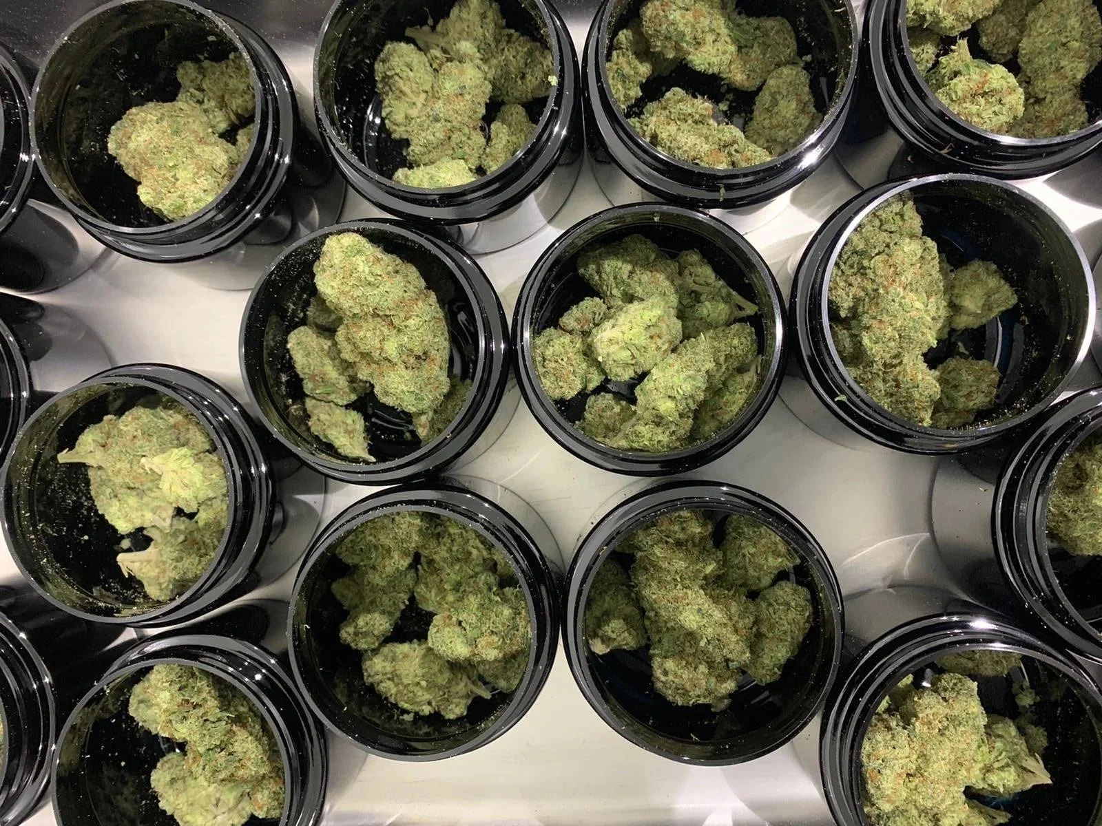 Multiple black containers filled with cannabis buds on a white surface.
