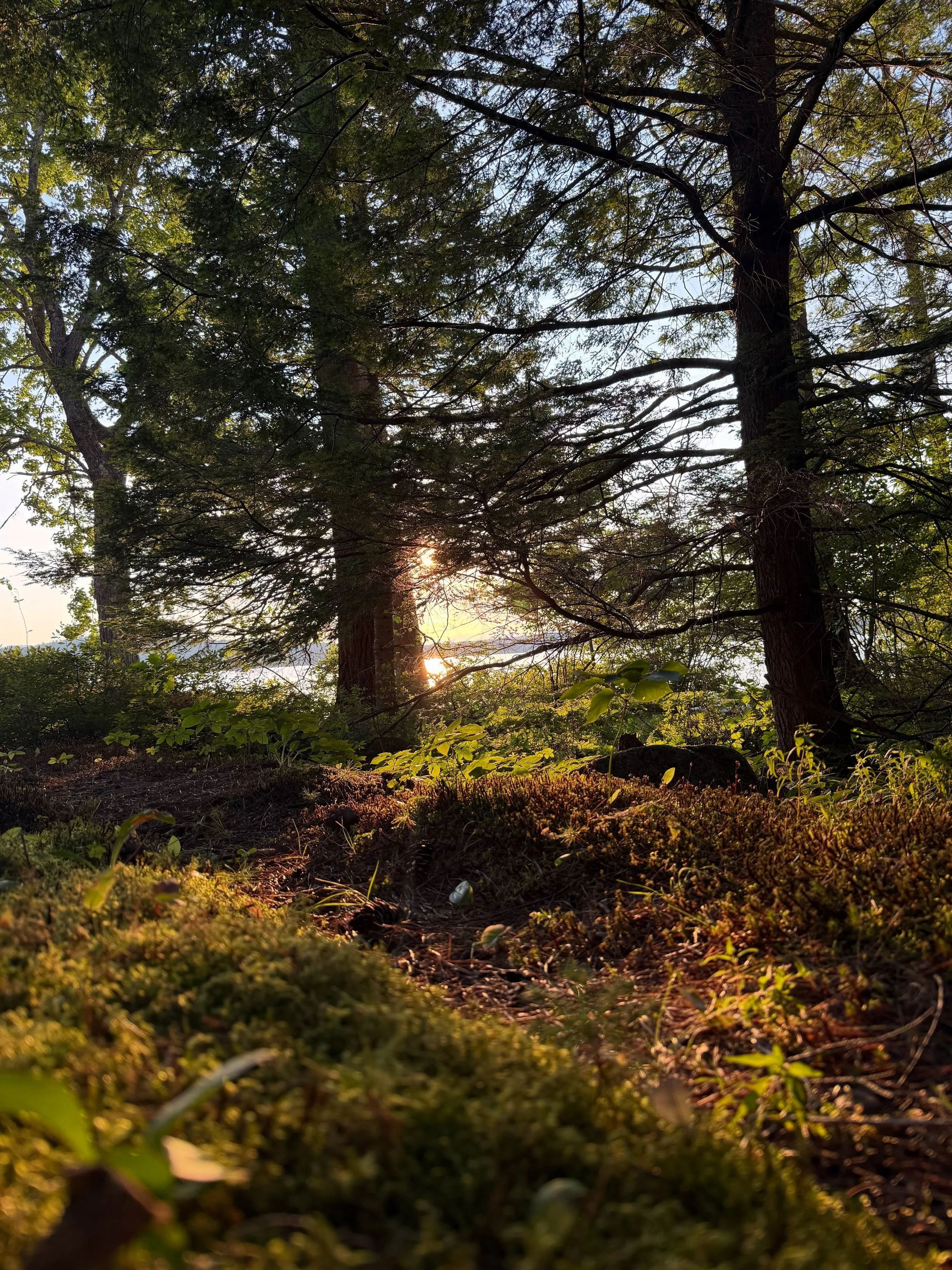 trip back to my grandparents cabin in Maine that they&rsquo;ve had for 50 years cracked my nostalgic, yearning heart right open! Had such sweetie family time, s l o w nature meditations, and was reminded the source of my obsession with moss 🌀🧚&zwj;