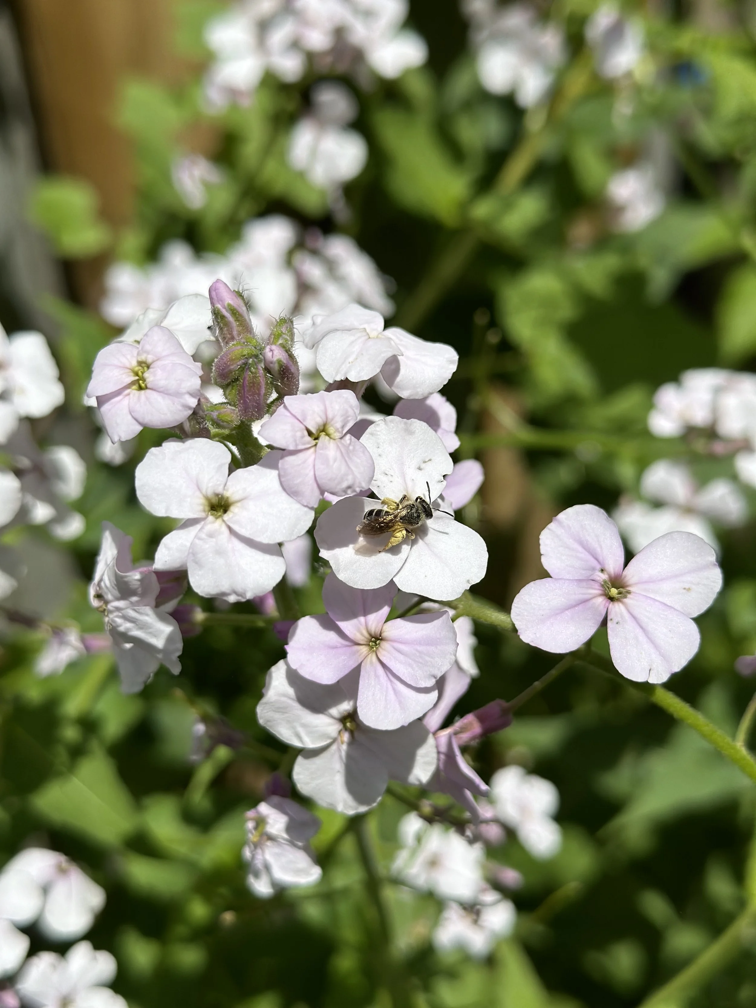 Spring Gardening Tips: Support Local &amp; Grow Your Garden from Seed