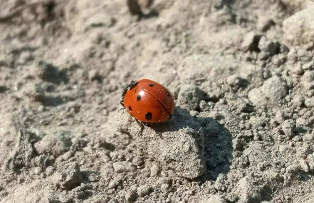 The Lady Bug Story 