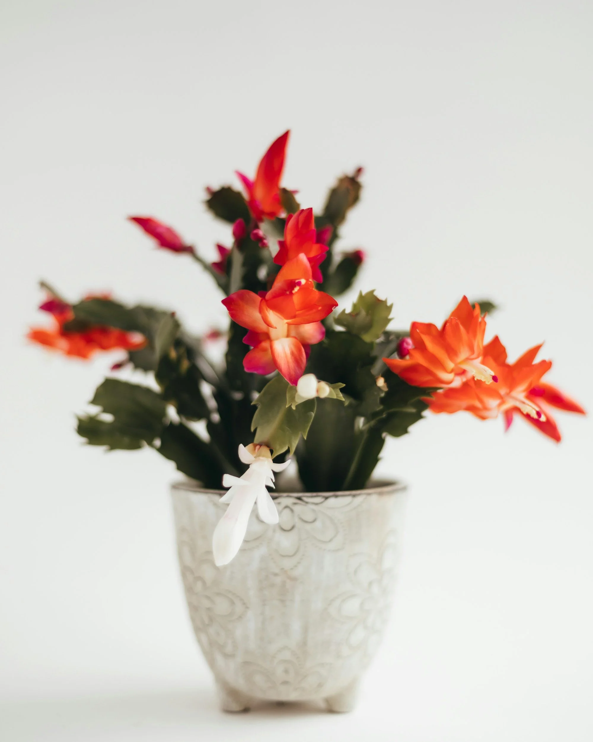 THE CHRISTMAS CACTUS