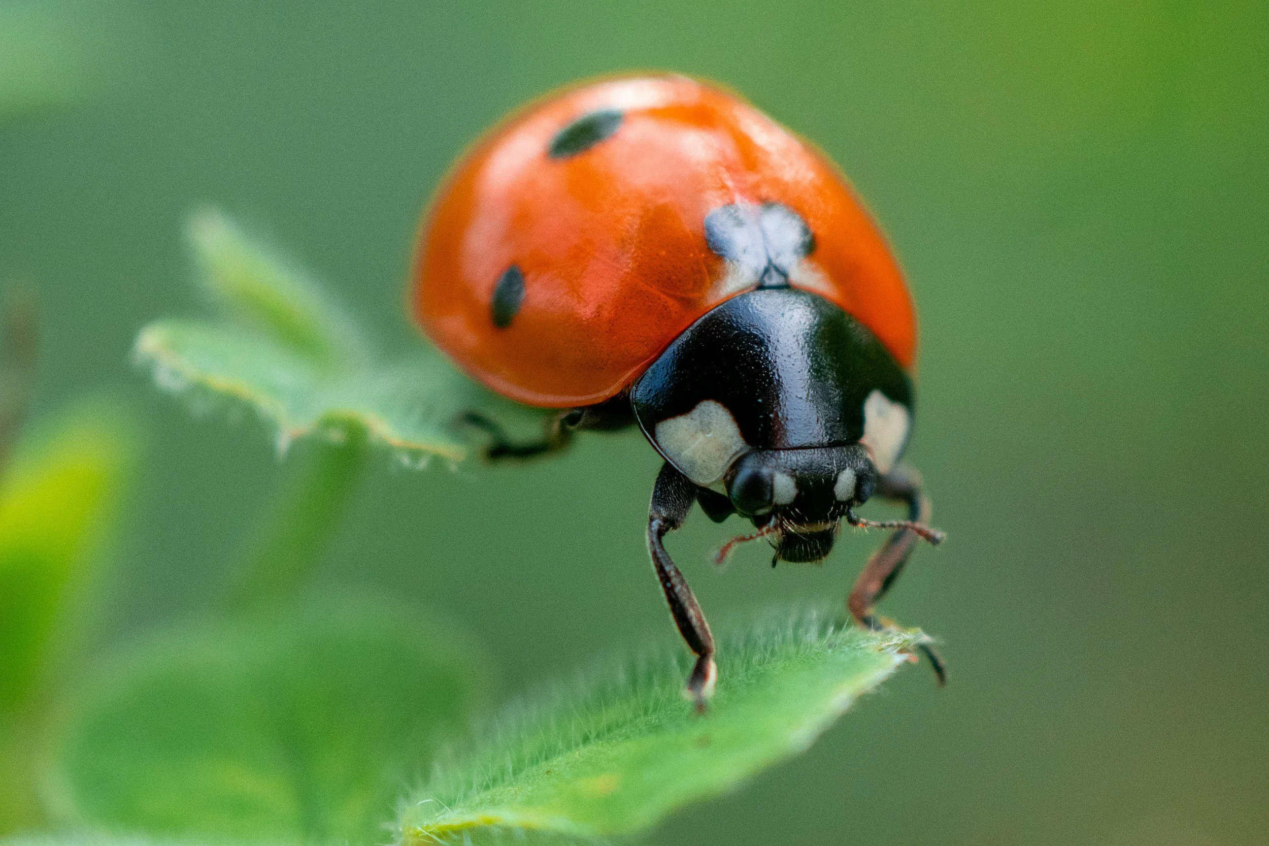The Lady Bug Story