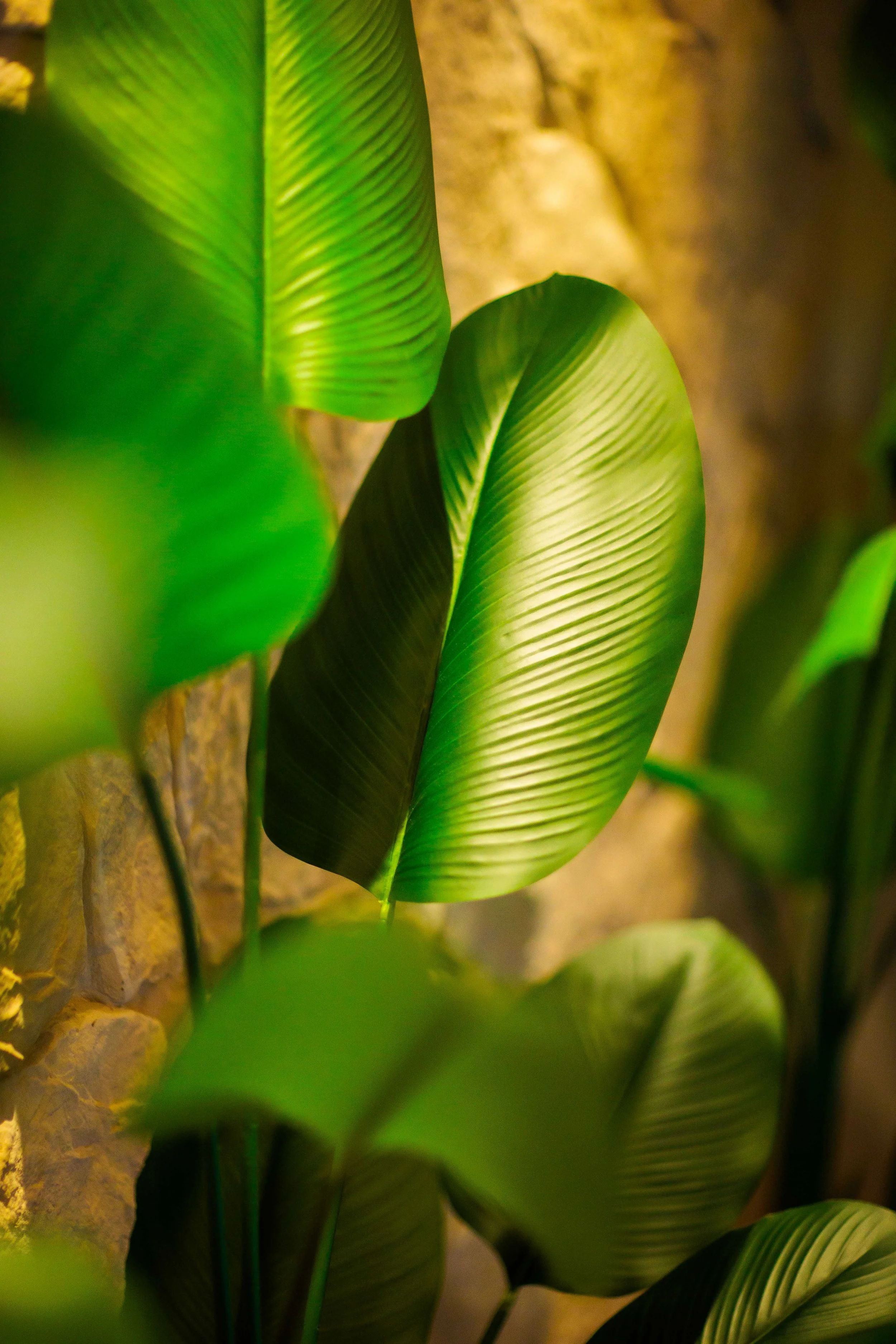Close-up of green tropical leaves with ridges, illuminated by warm yellow lighting, against a stone wall background.