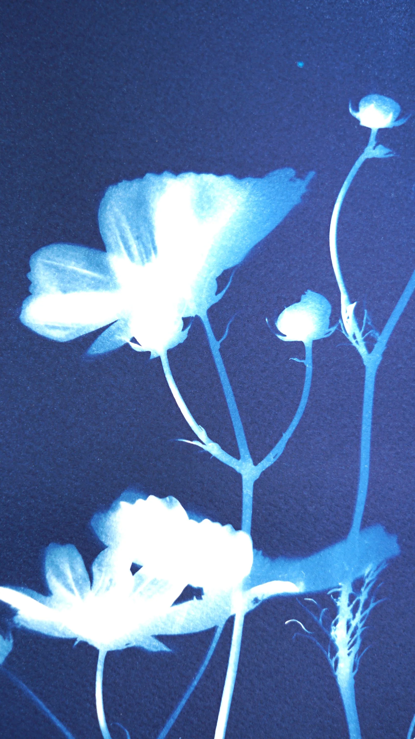 2025-FLOWERSC1-10x14f.jpg