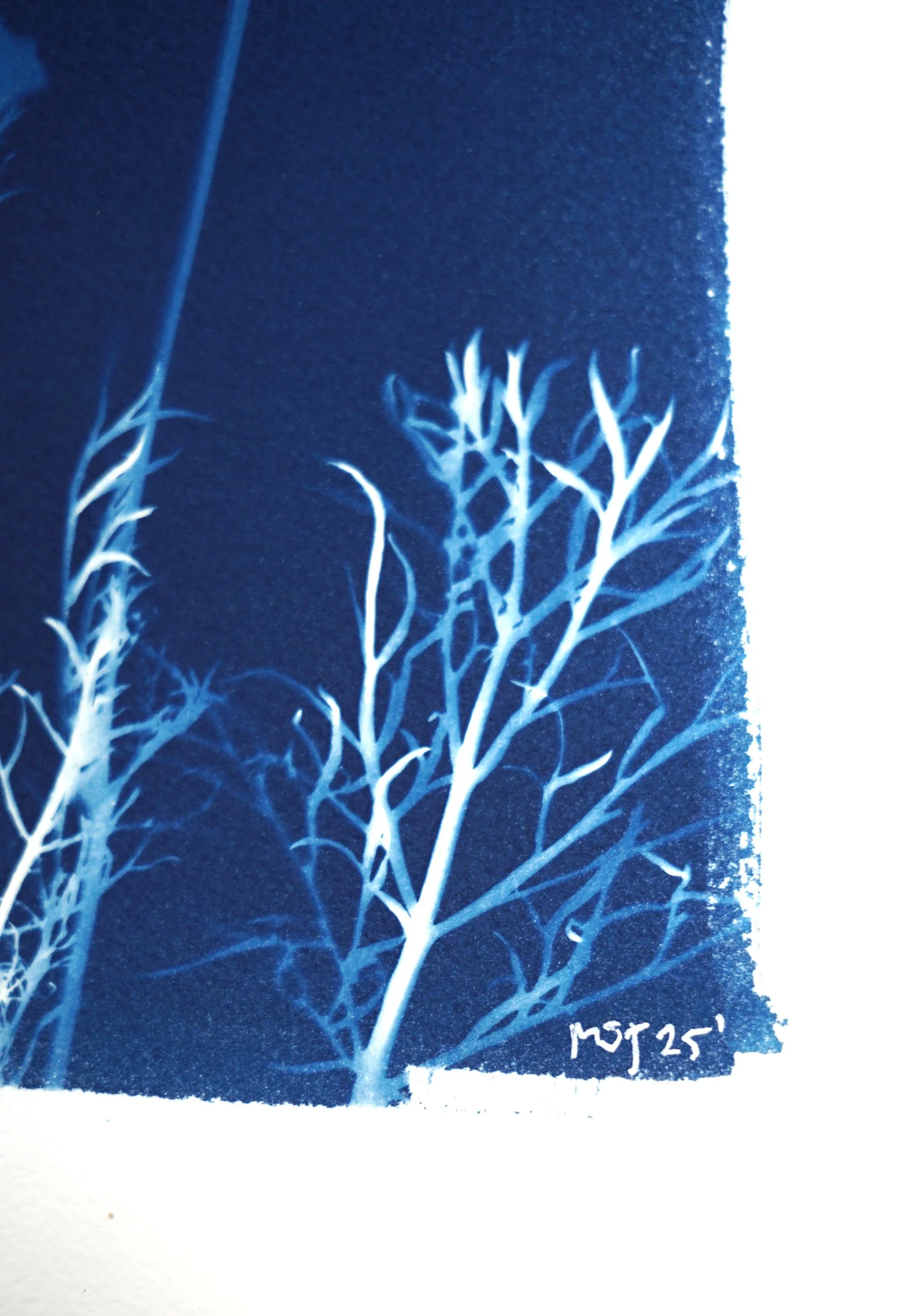 2025-FLOWERSC1-10x14b.jpg