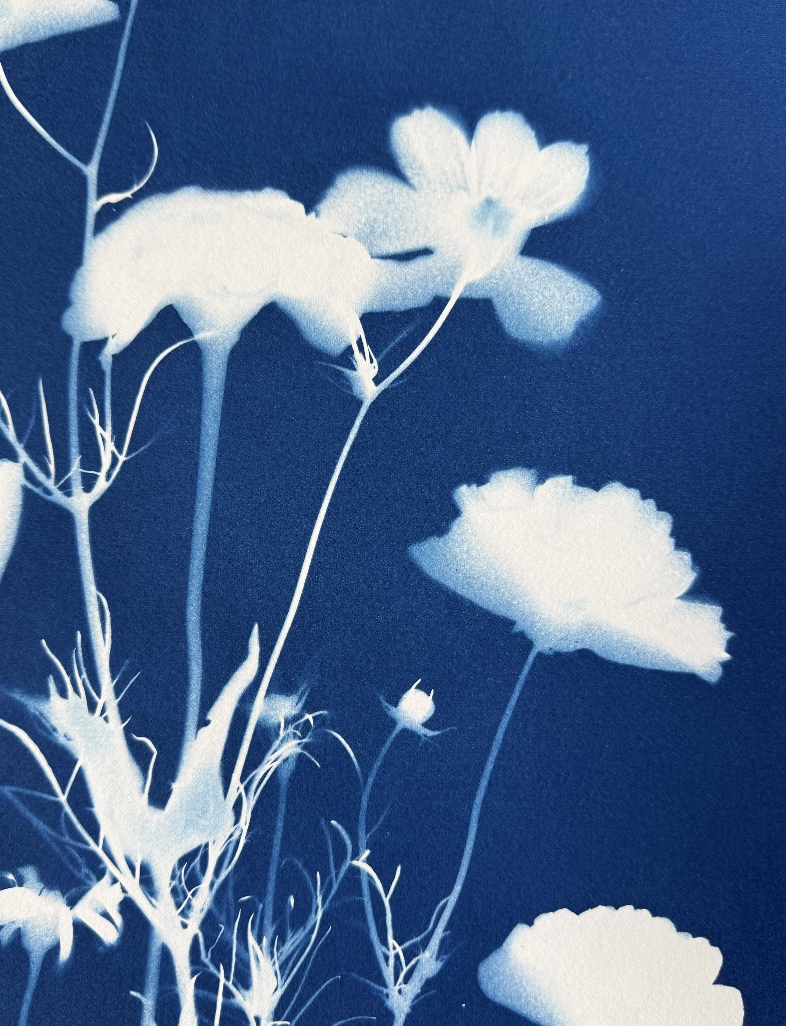 Silhouette of flowers with petals and stems against a blue background.