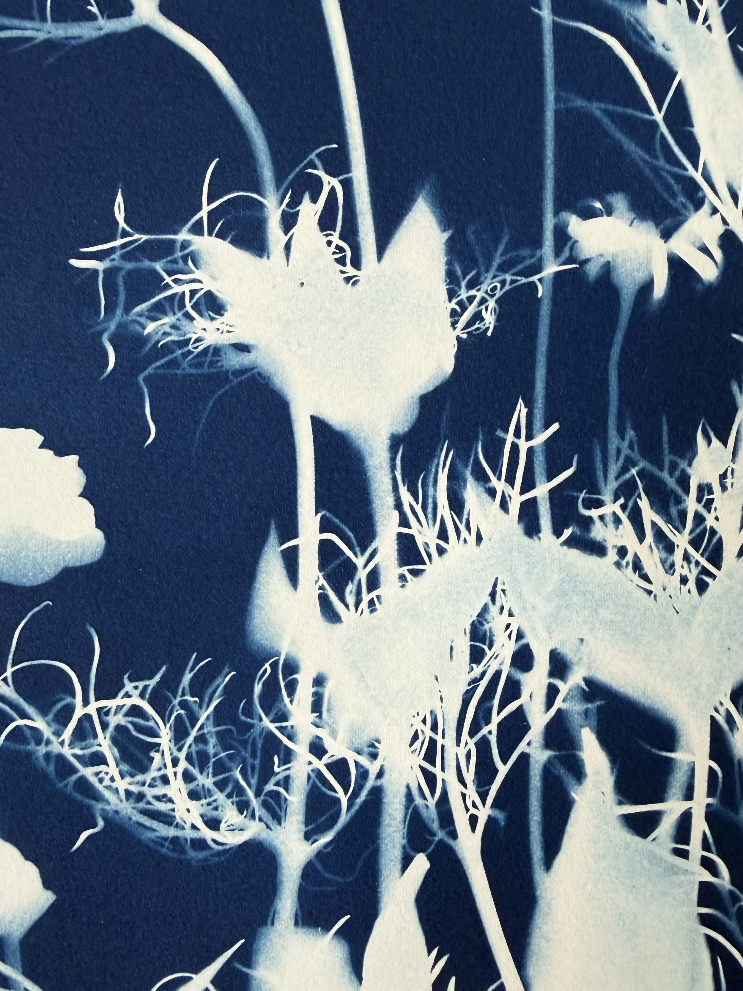 X-ray image of a plant with detailed roots and leaves.