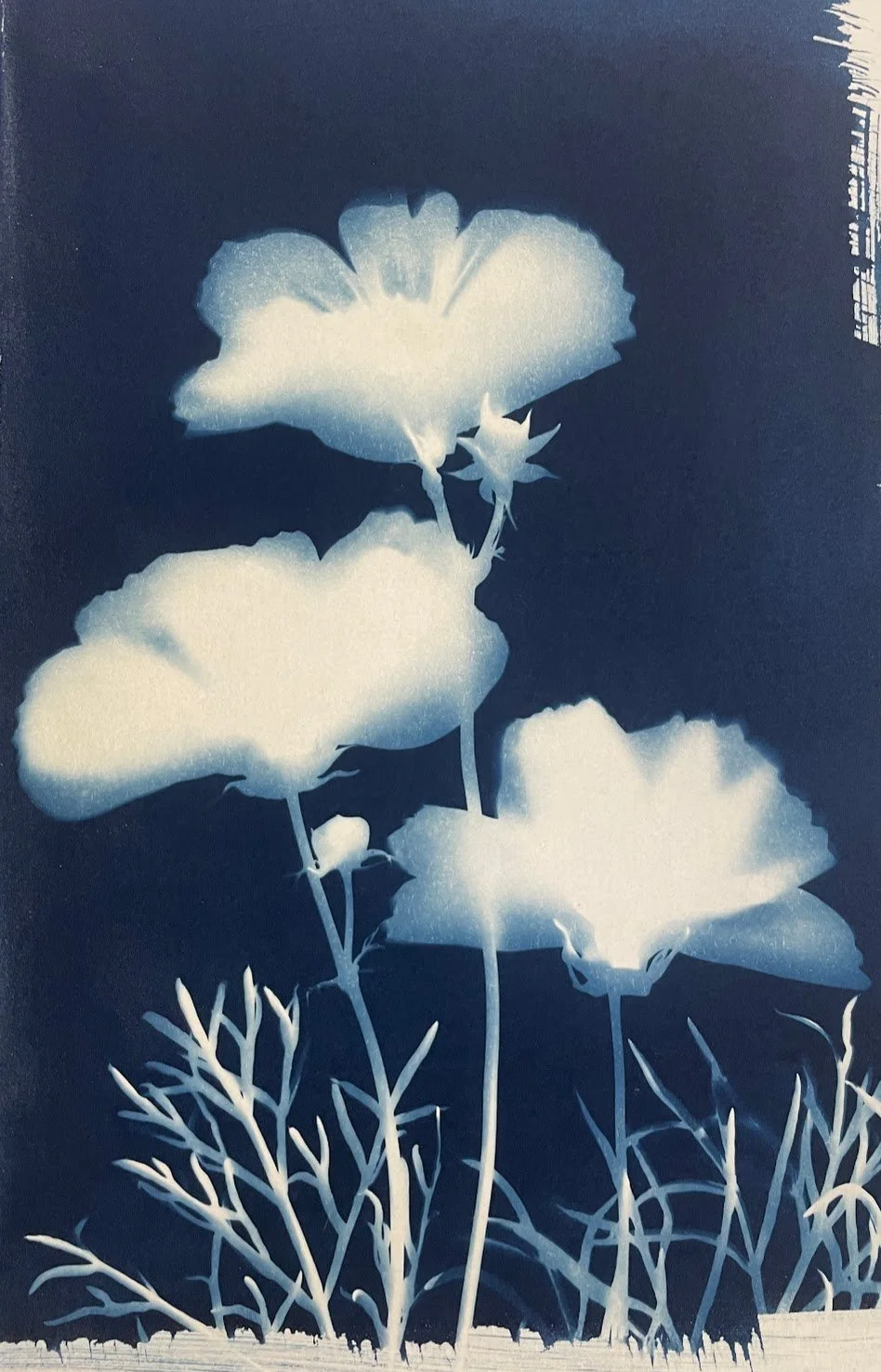 Silhouette of blooming poppy flowers and leaves against a dark background, highlighted in white