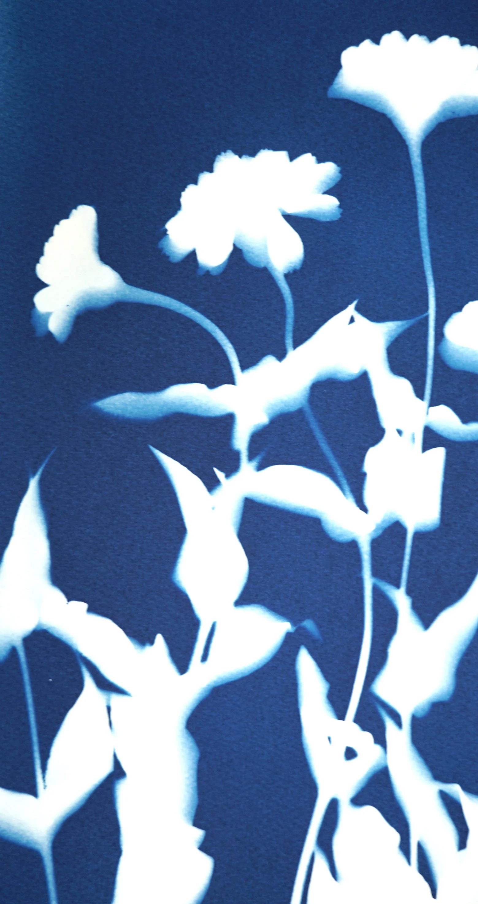 2025-FLOWERSZ1-12x16c.jpg