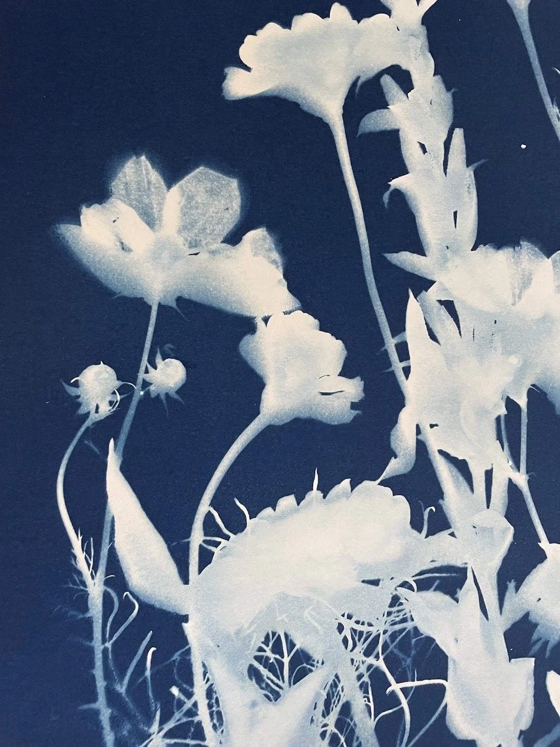 Black and white infrared photo of various flowers with detailed leaves and stems.