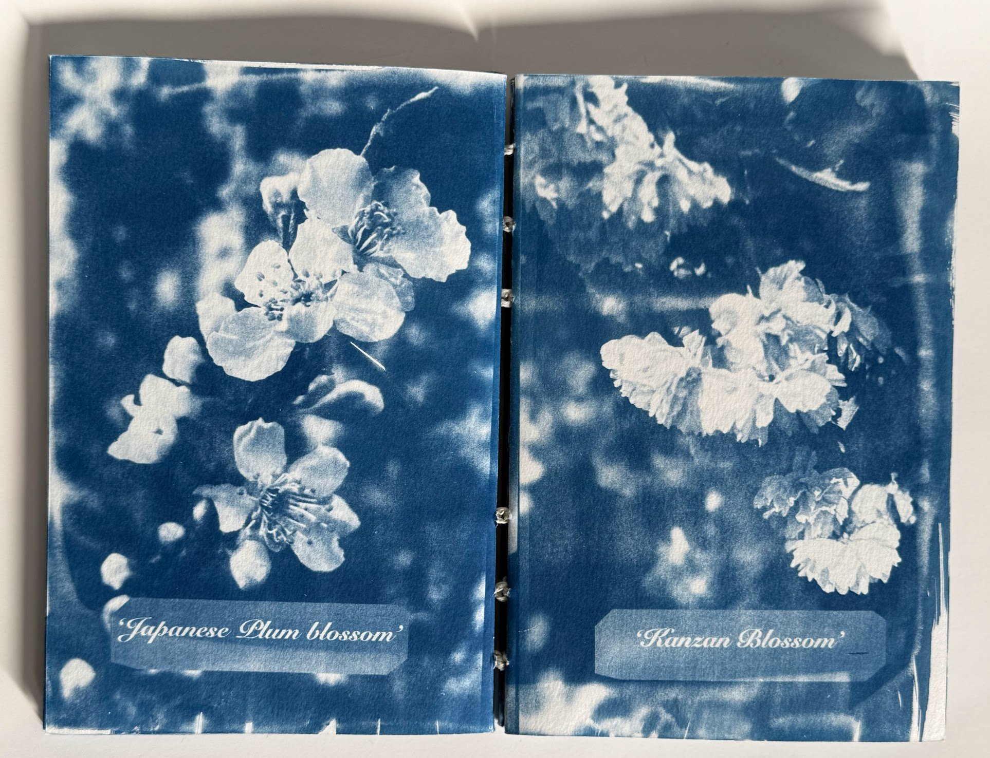 Two pages of a book showing images of blossoms with labels: 'Japanese Plum blossom' and 'Kanzan Blossom' in blue and white.