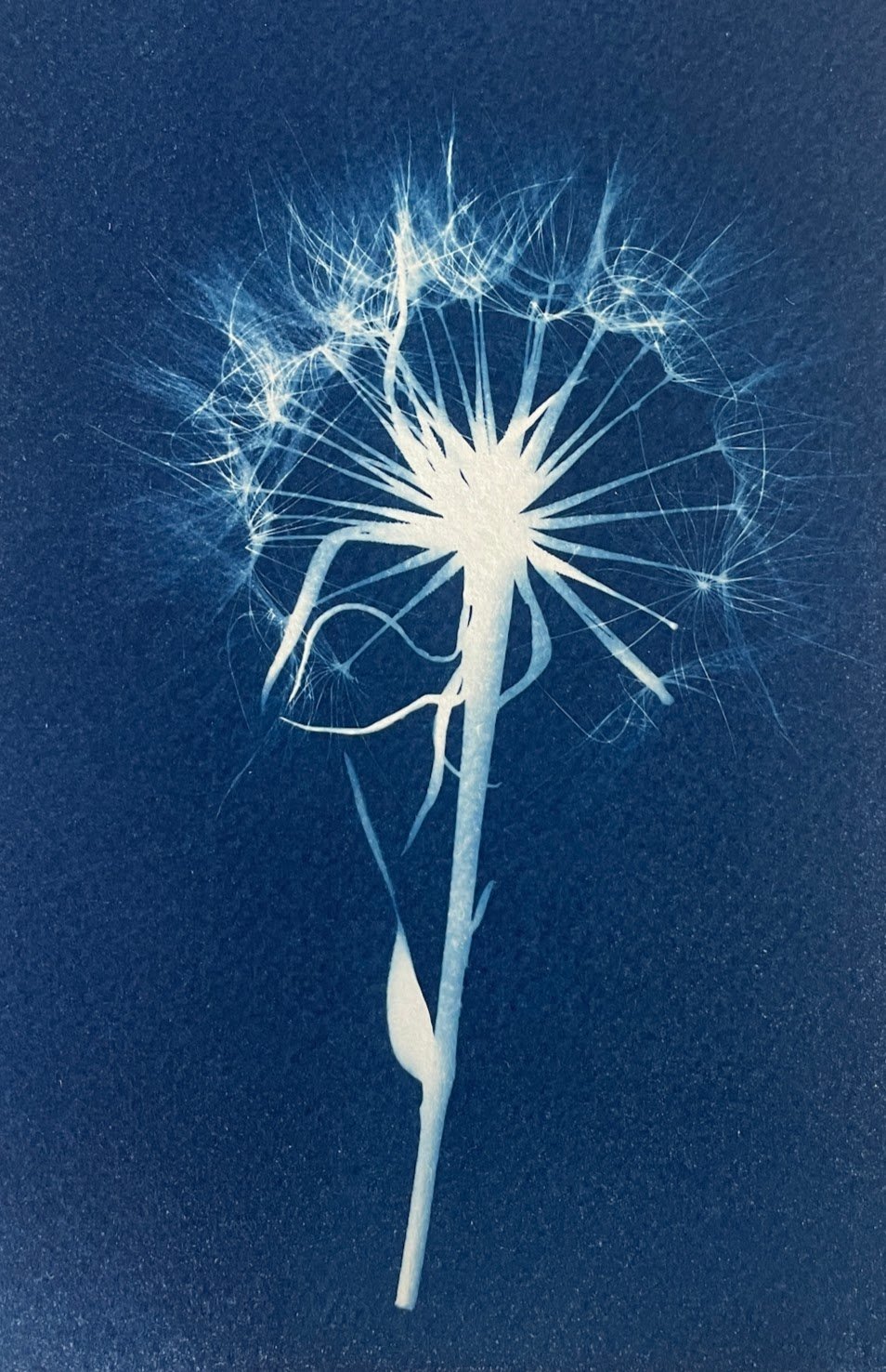 Close-up of a dandelion seed head against a dark blue background.