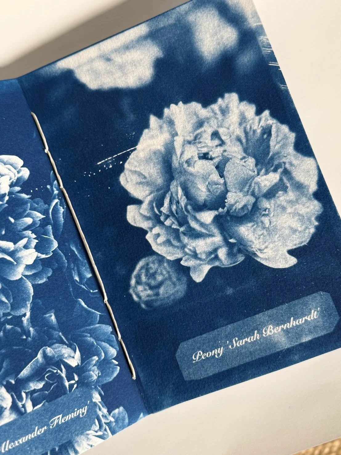 A printed booklet page showing a blue-toned photograph of a large, blooming peony flower with smaller flowers around it, and the name Peony Sarah Bernhardt in cursive. There is also another peony flower on the left side of the page.
