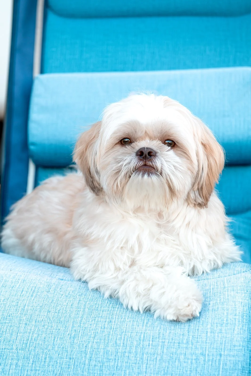 A small, fluffy dog with a tan and white coat, lounging on a light blue cushioned surface with a blue chair back behind.