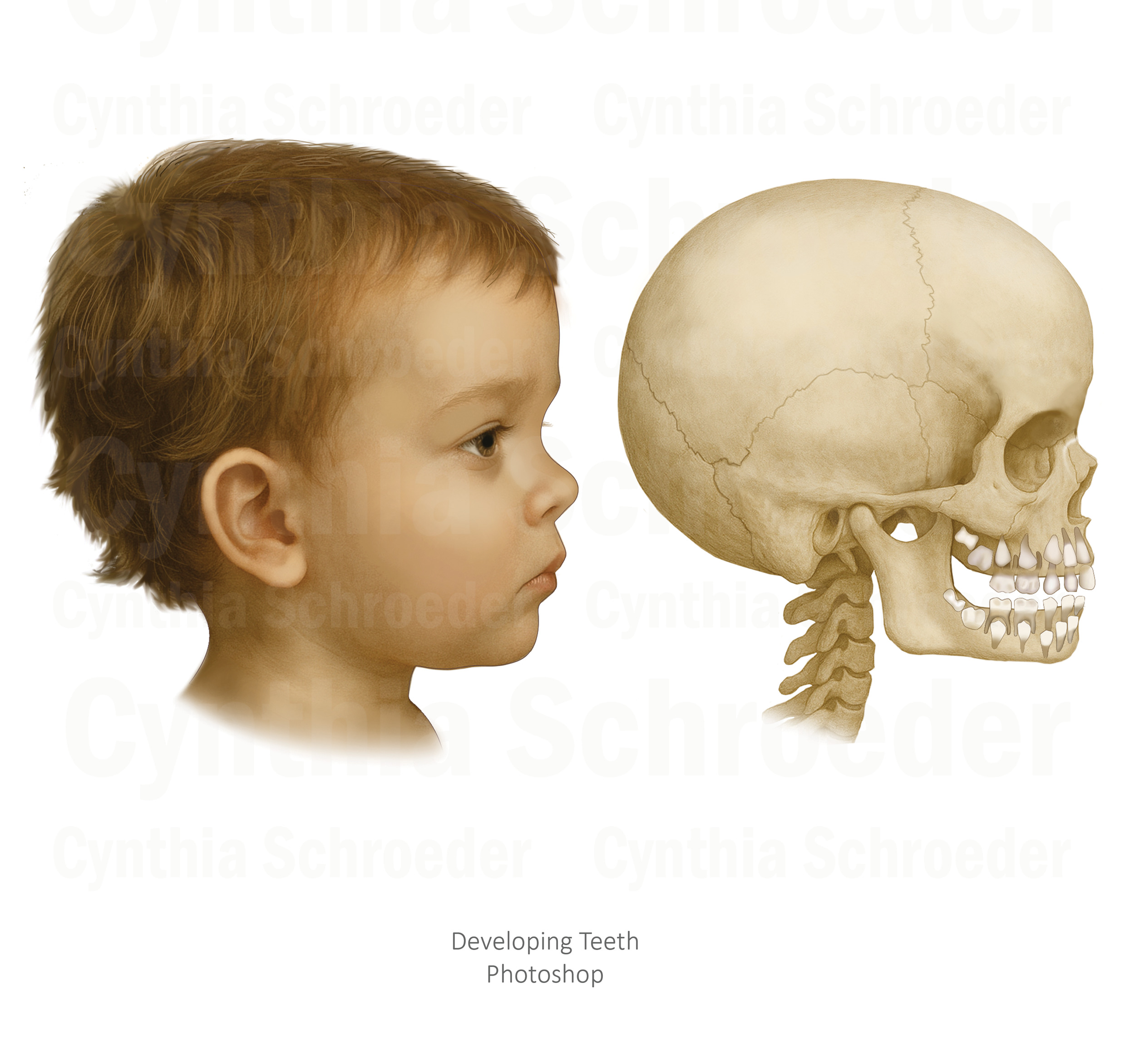 Head and Skull (Photoshop)