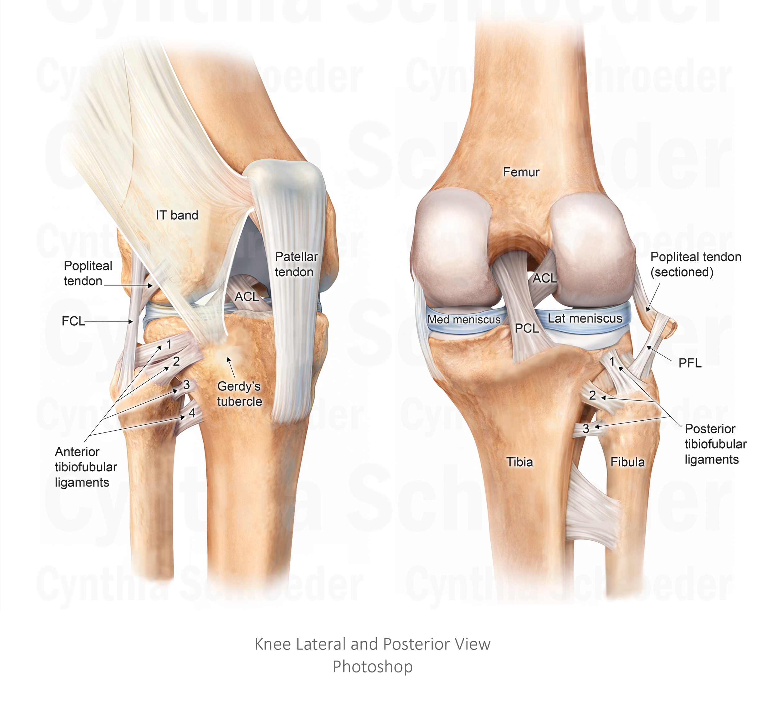 illustration_knee_02.png