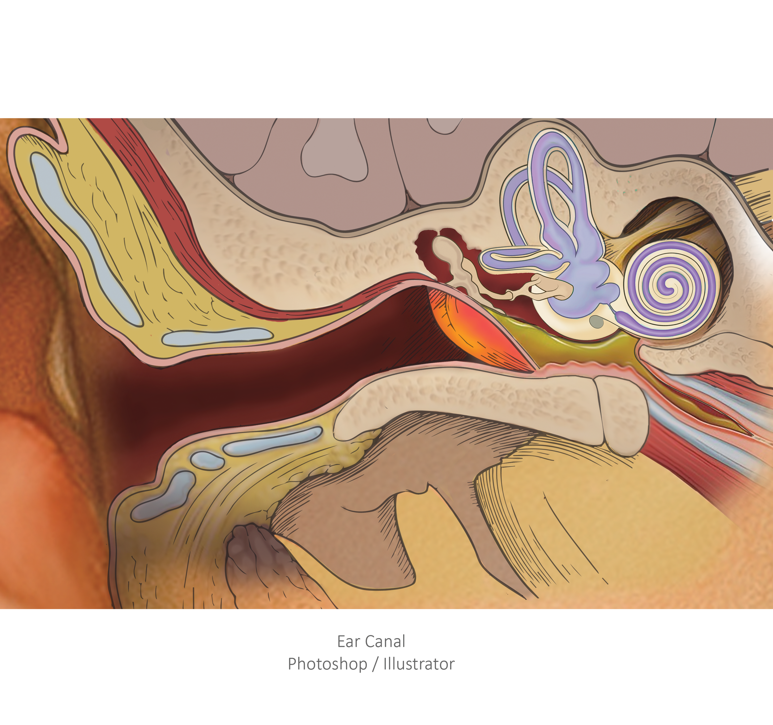 Ear Canal (Photoshop / Illustrator)