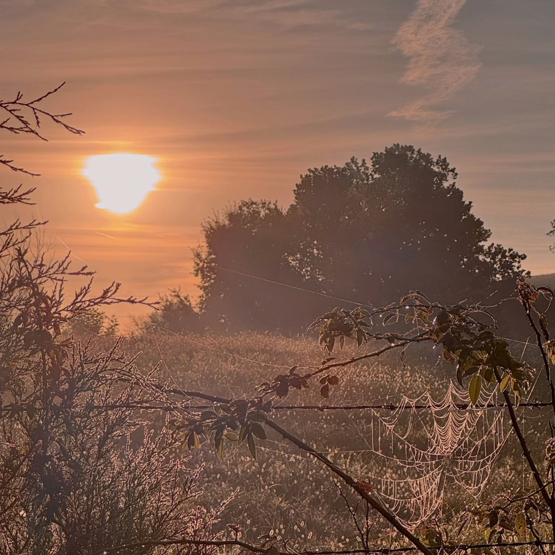 Sunrise Theta.png