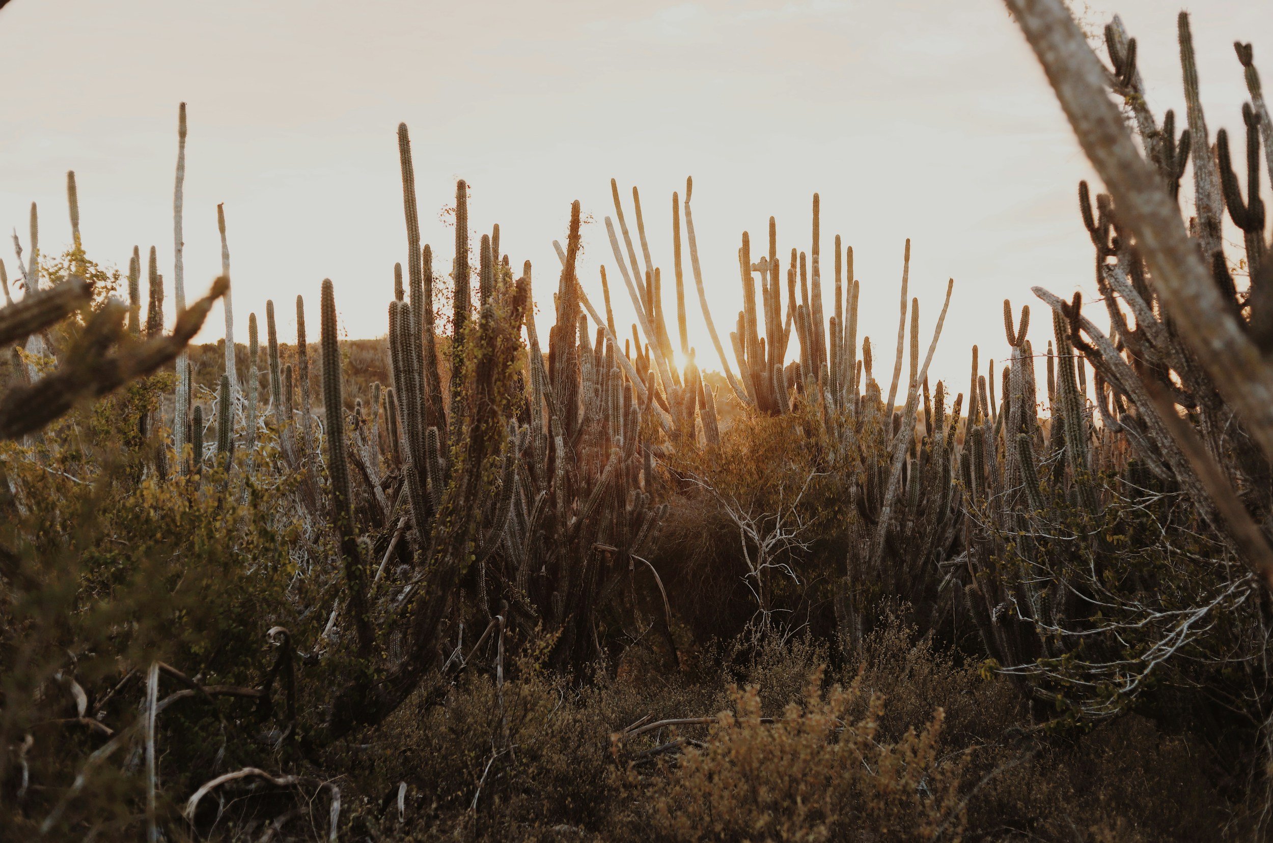 Desert landscape with numerous tall, spiky cacti and dry bushes, illuminated by a setting or rising sun in the background.