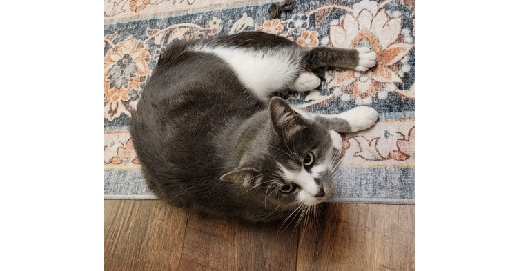 Gray and white cat lying on a patterned rug and wooden floor