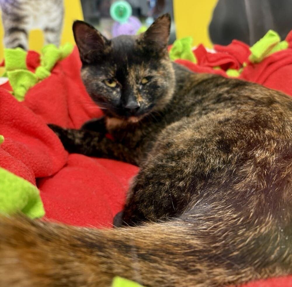 A tired tortoiseshell cat resting on her blanket.
