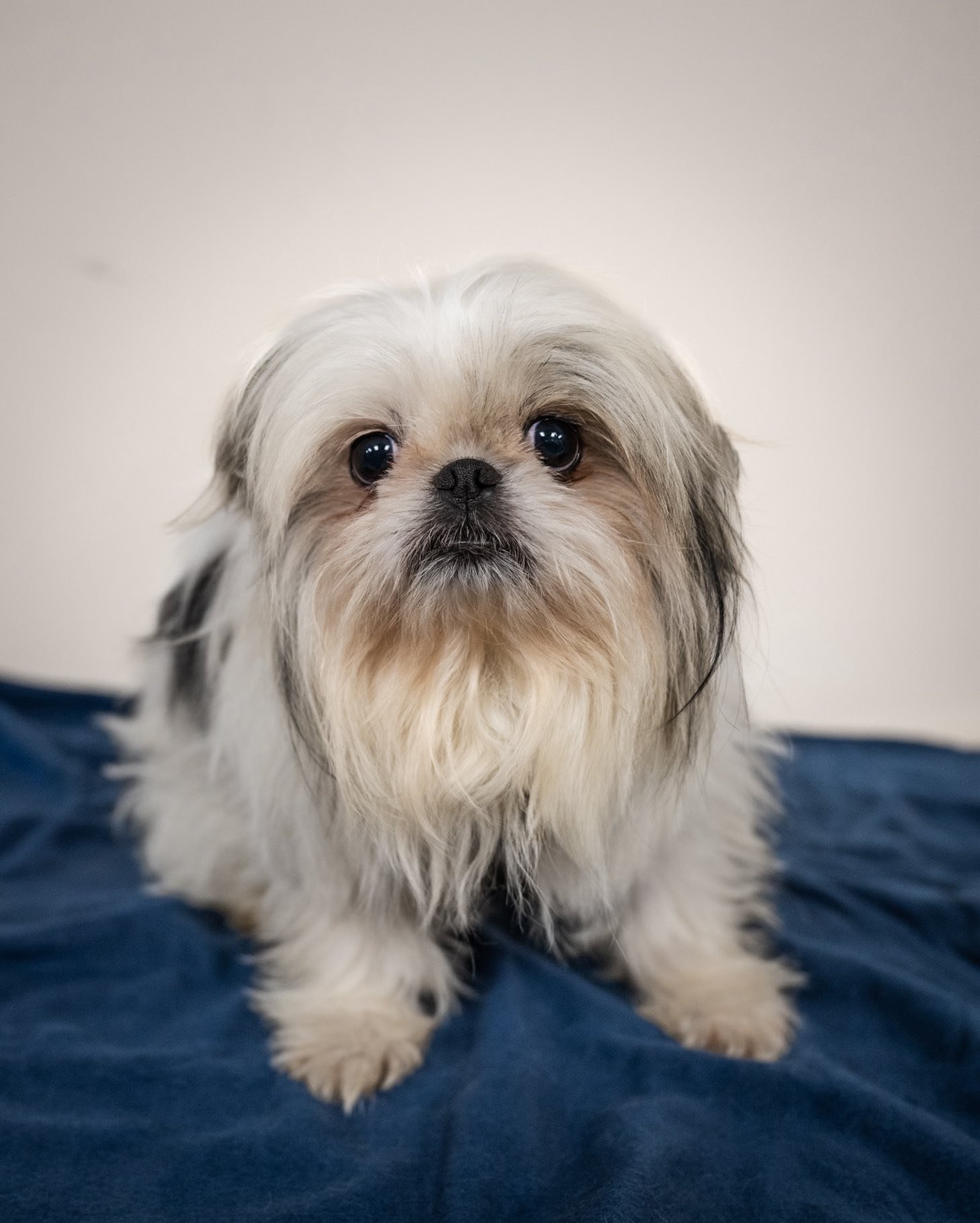 A young tabby cat lying on a cushioned surface with a wicker basket or furniture piece nearby, looking at the camera.