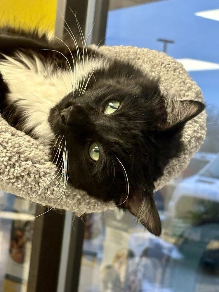 Black and white long-haired cat with green eyes sitting on a carpeted surface.