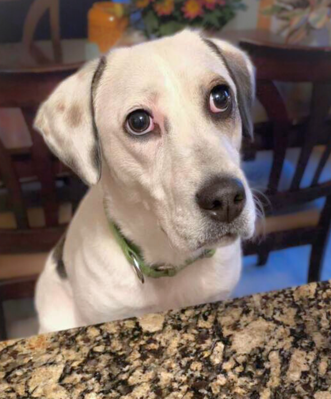 A puppy with light fur and big, expressive eyes looking at the camera, sitting at a kitchen counter with a granite surface.