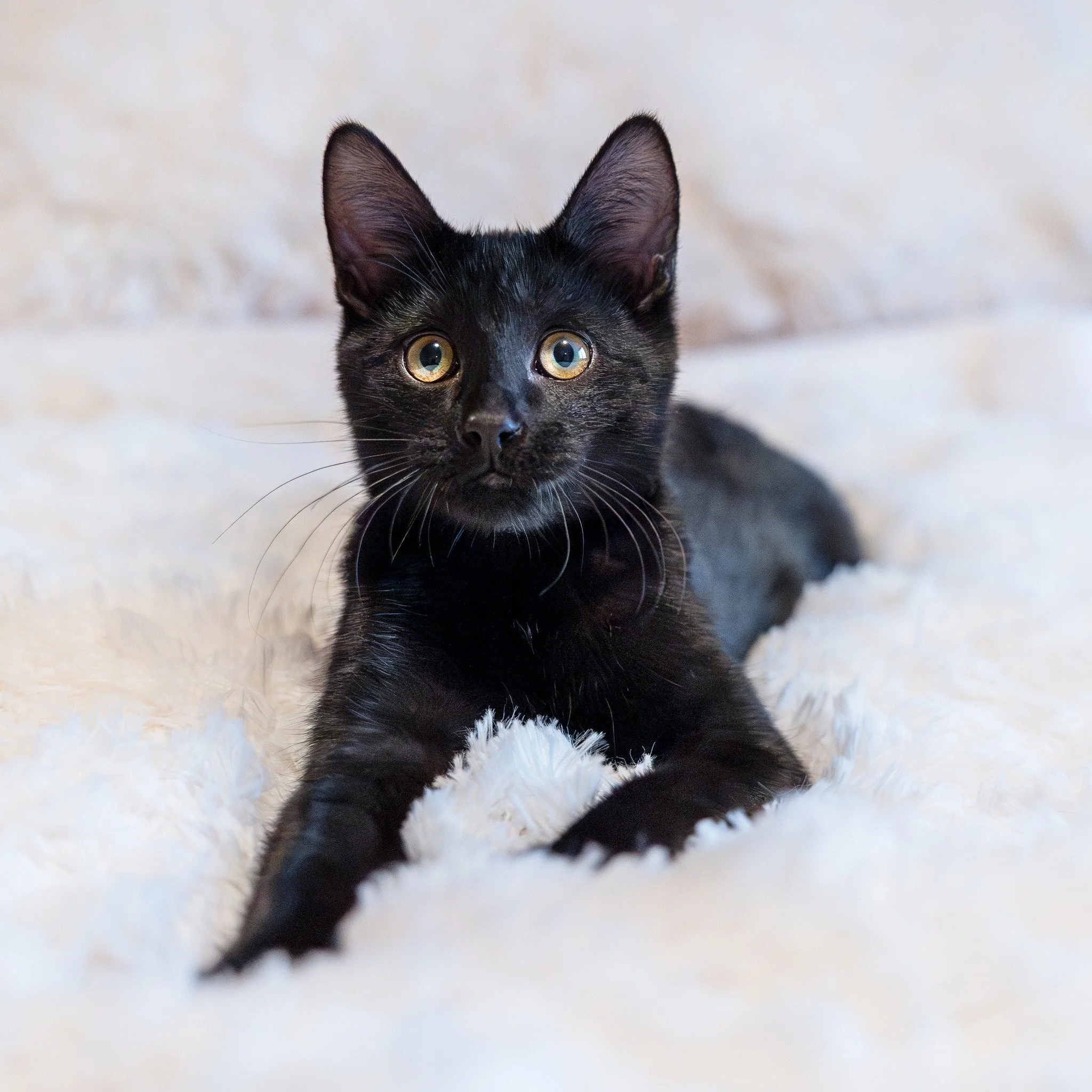 Two puppies sitting on grass, one looking directly at the camera and the other looking slightly away, with a small orange toy nearby.