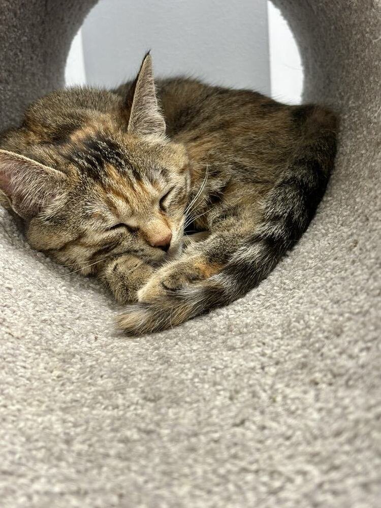 A precious little tortoiseshell kitten curled up in a ball taking a nap.
