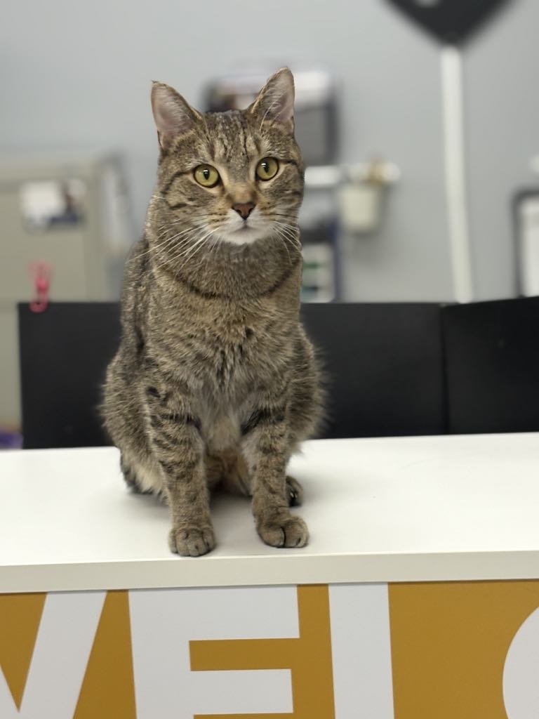 A close-up of a brown tabby cat with pretty green eyes.
