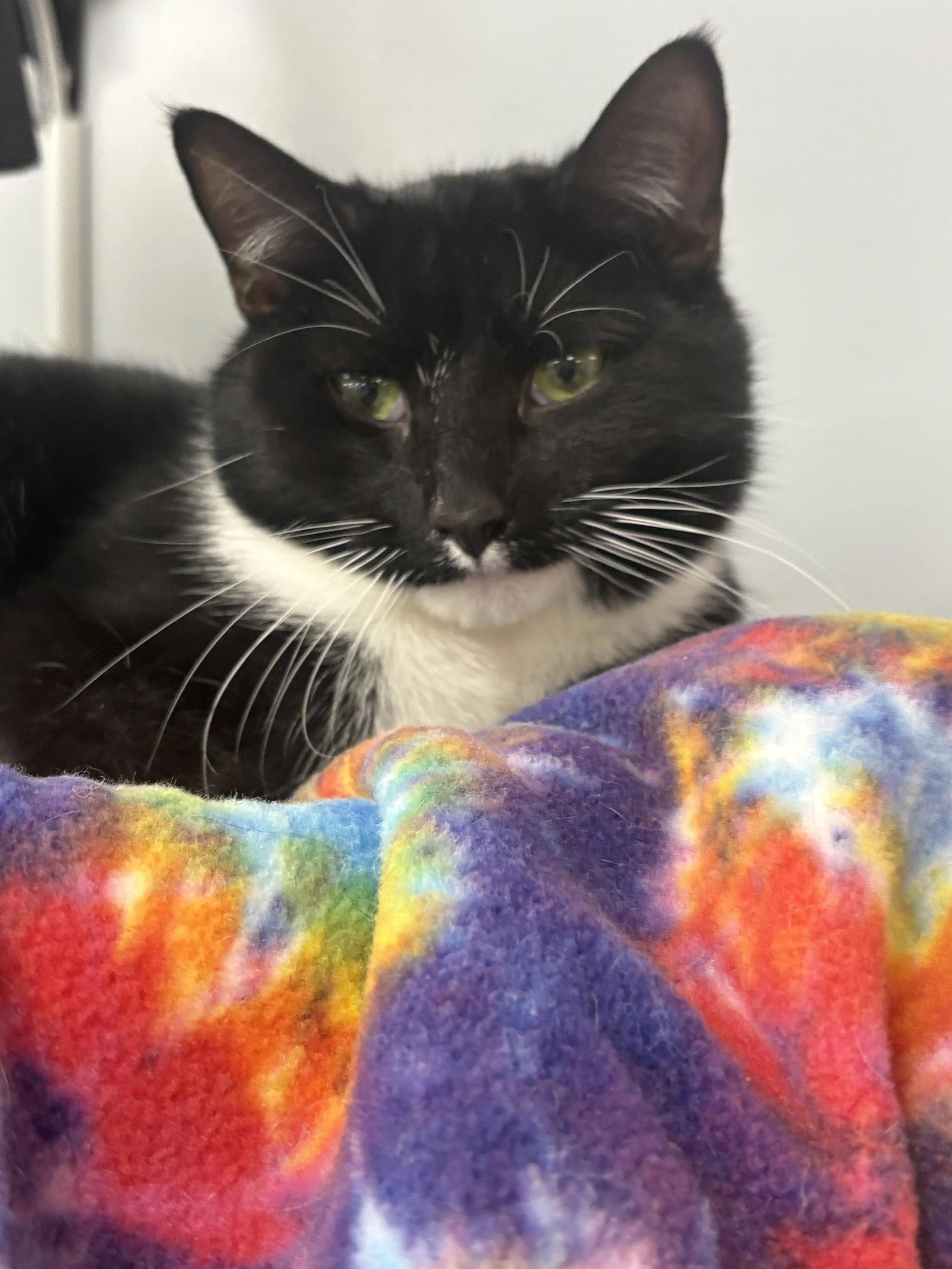 A black and white tuxedo cat laying in a colorful tie dyed bed.