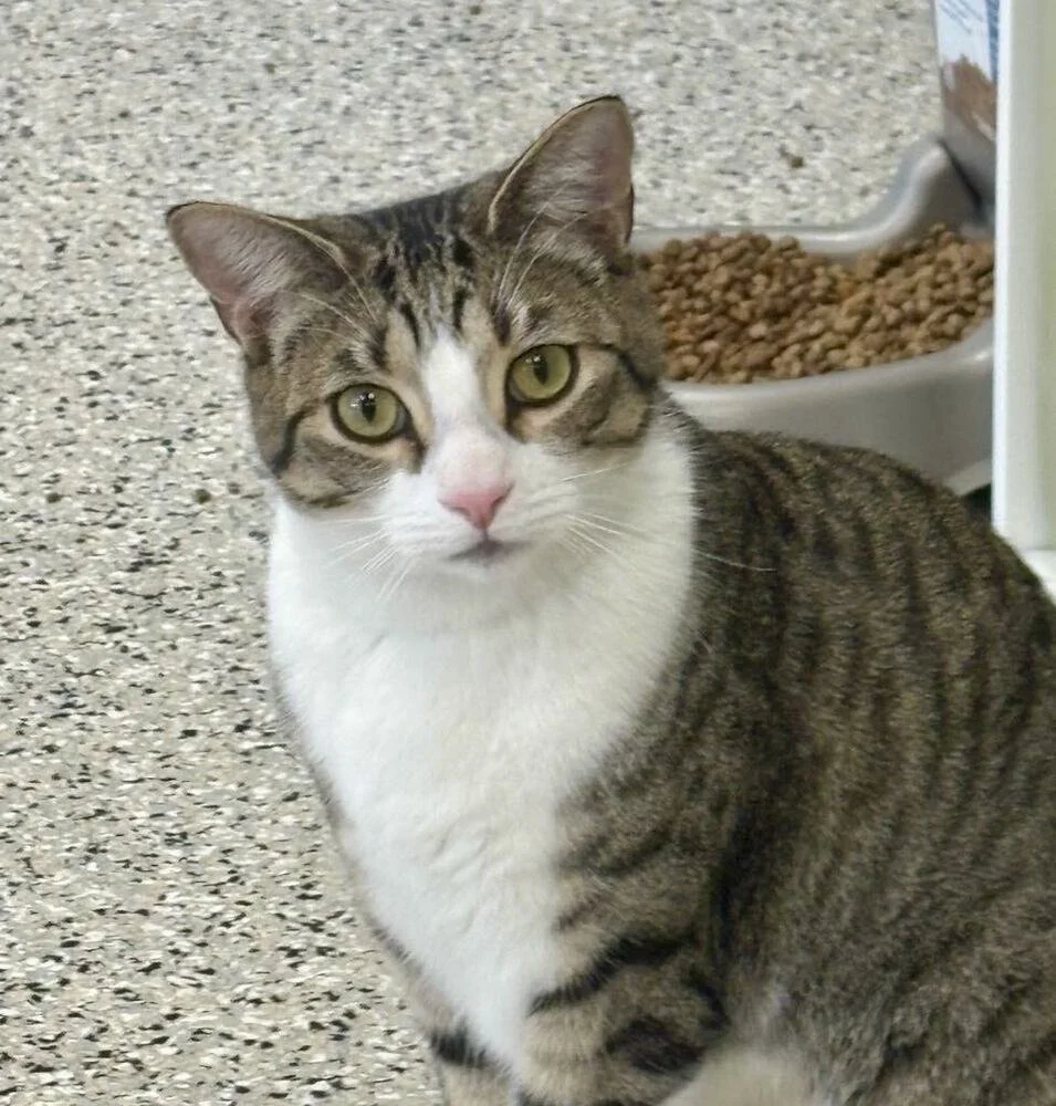 A tabby cat with white chest and face markings sitting on a speckled floor near a pet food bowl.