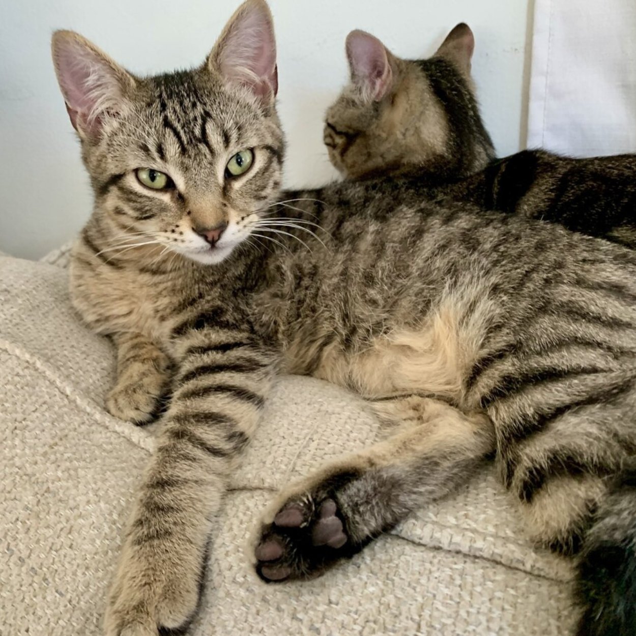 Two tabby cats lying on a beige textured couch, one looking at the camera with green eyes and the other facing away.