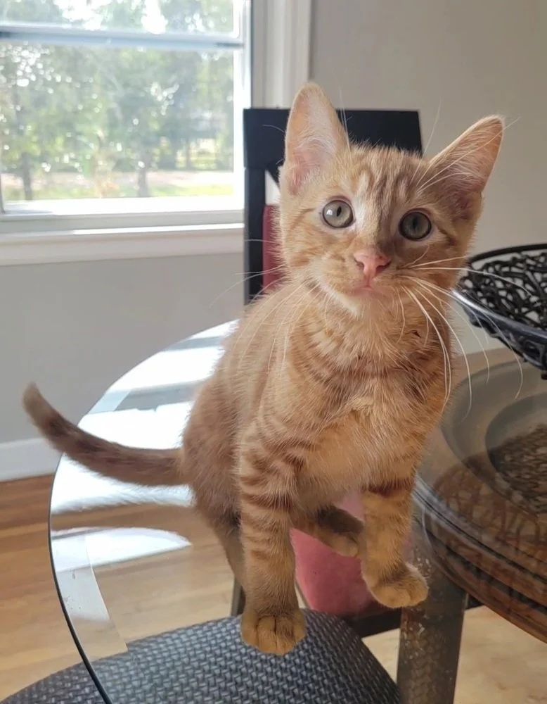 The adopted orange and white tabby kitten named Ginger