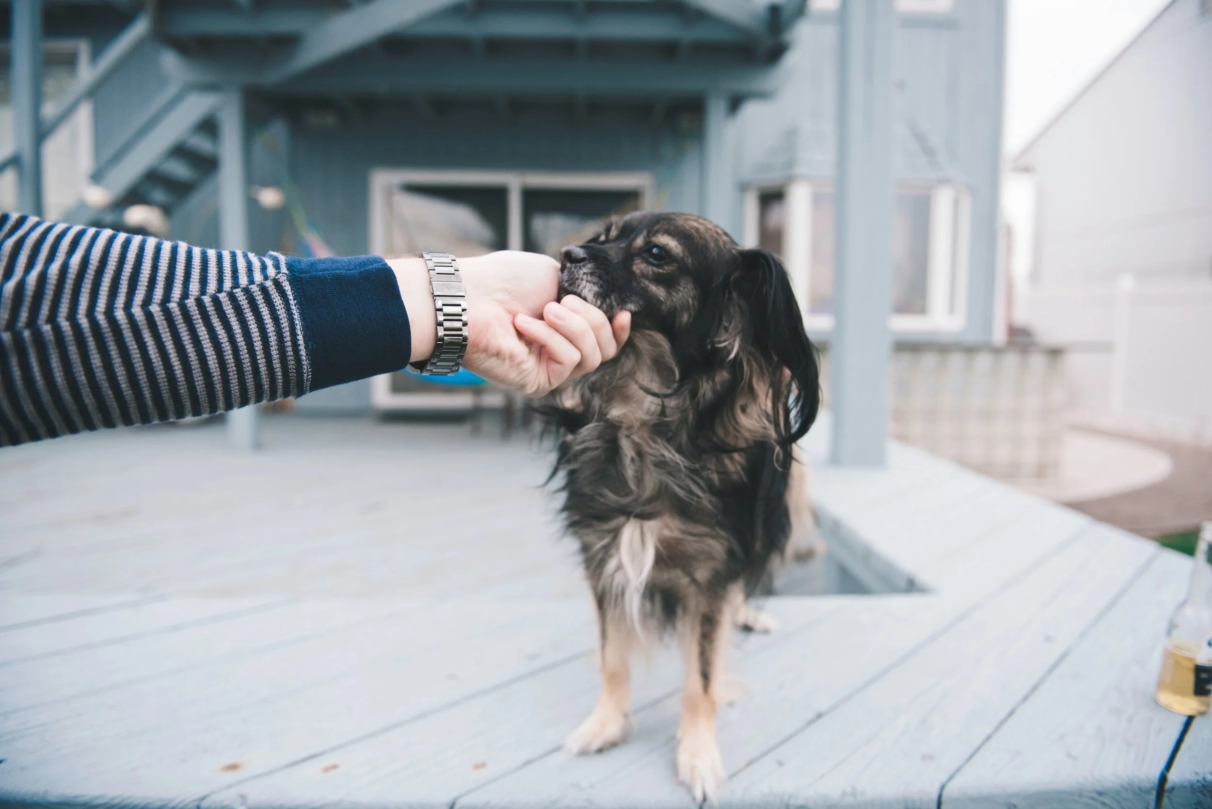 Person in a striped sweater and watch gently holding a dog's paw while the dog stands on a wooden deck outside.